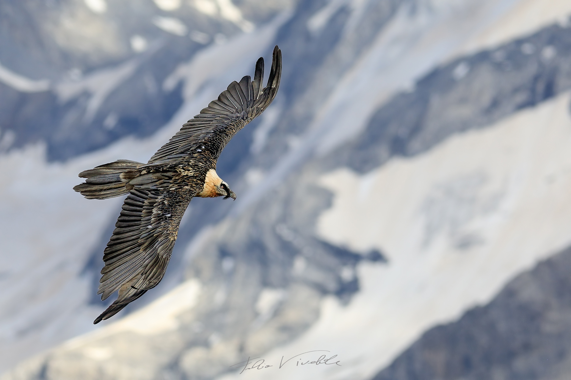 Bearded vulture flying over the Stelvio