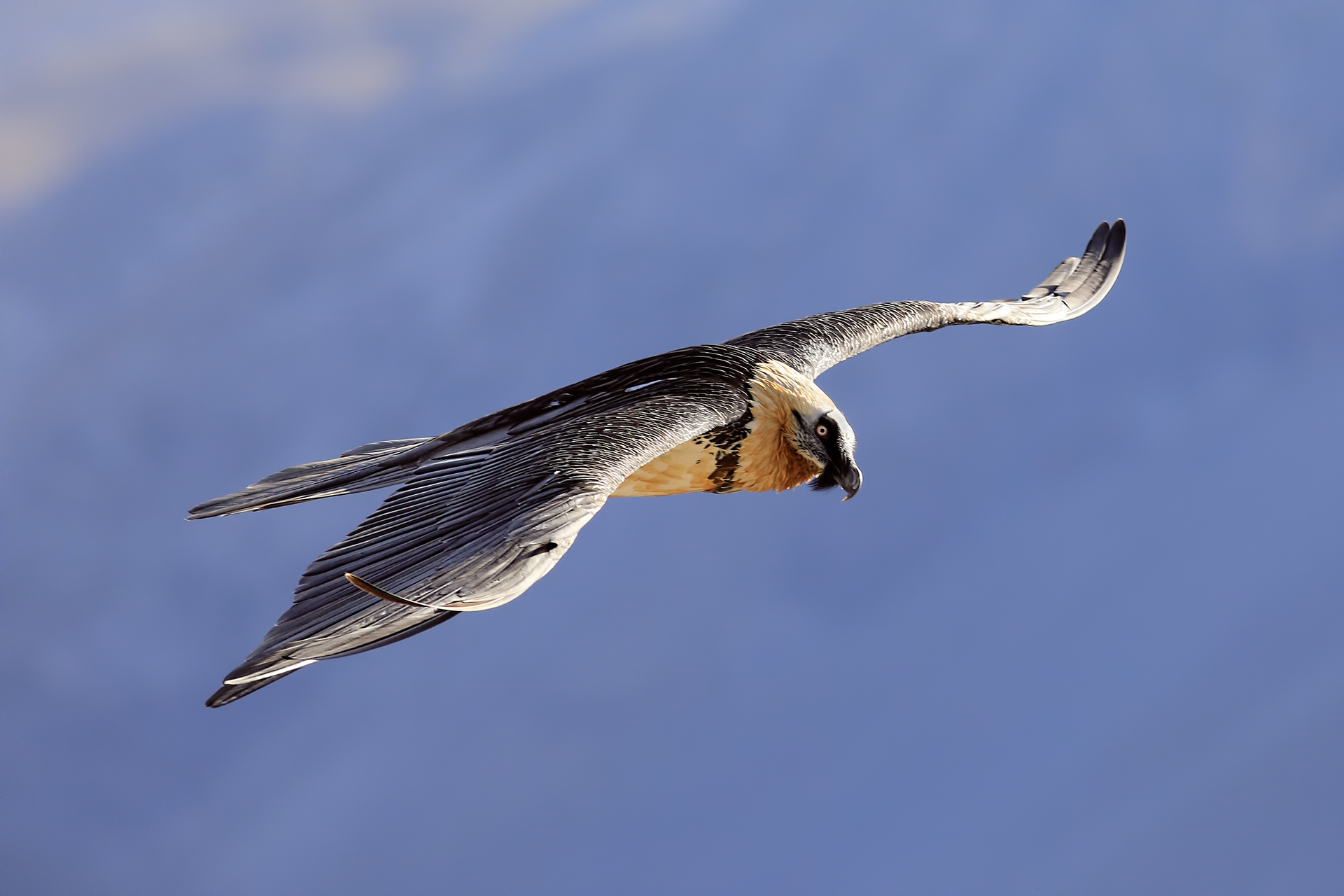 Bearded vulture flying over the Alpes-Maritimes