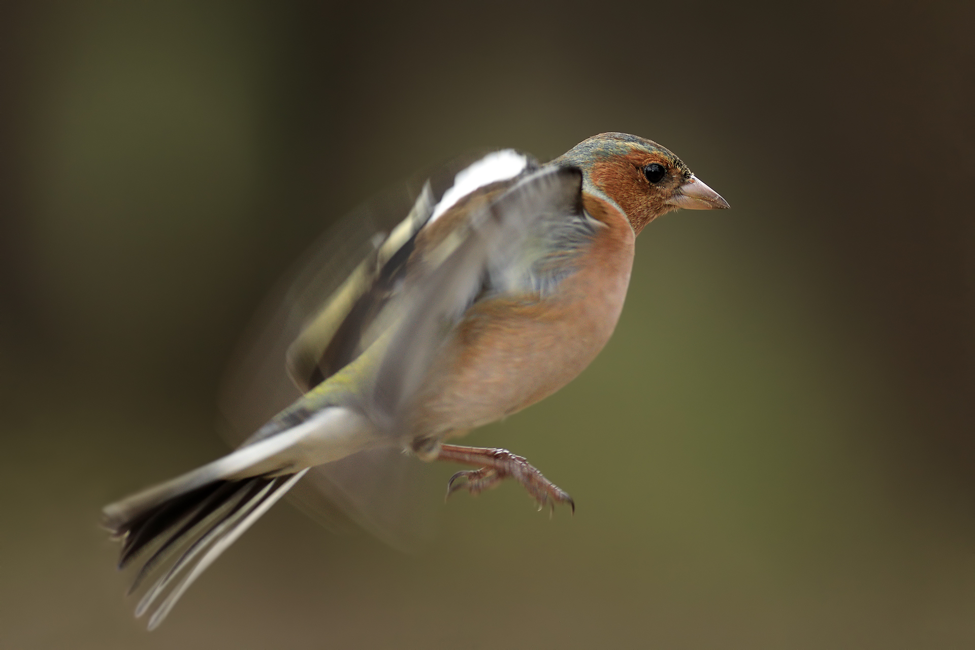 Hovering flying finch