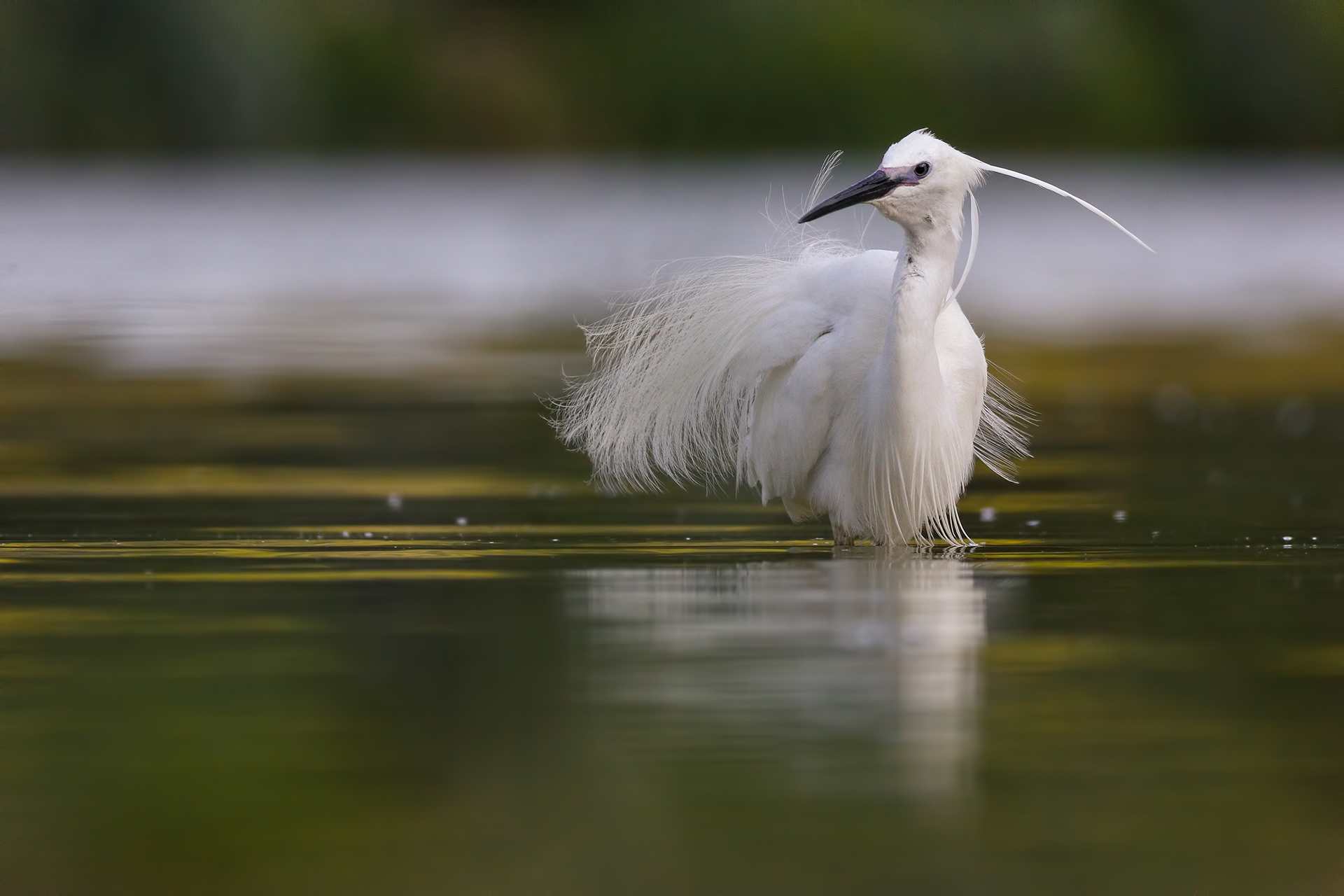 Ruffled egret