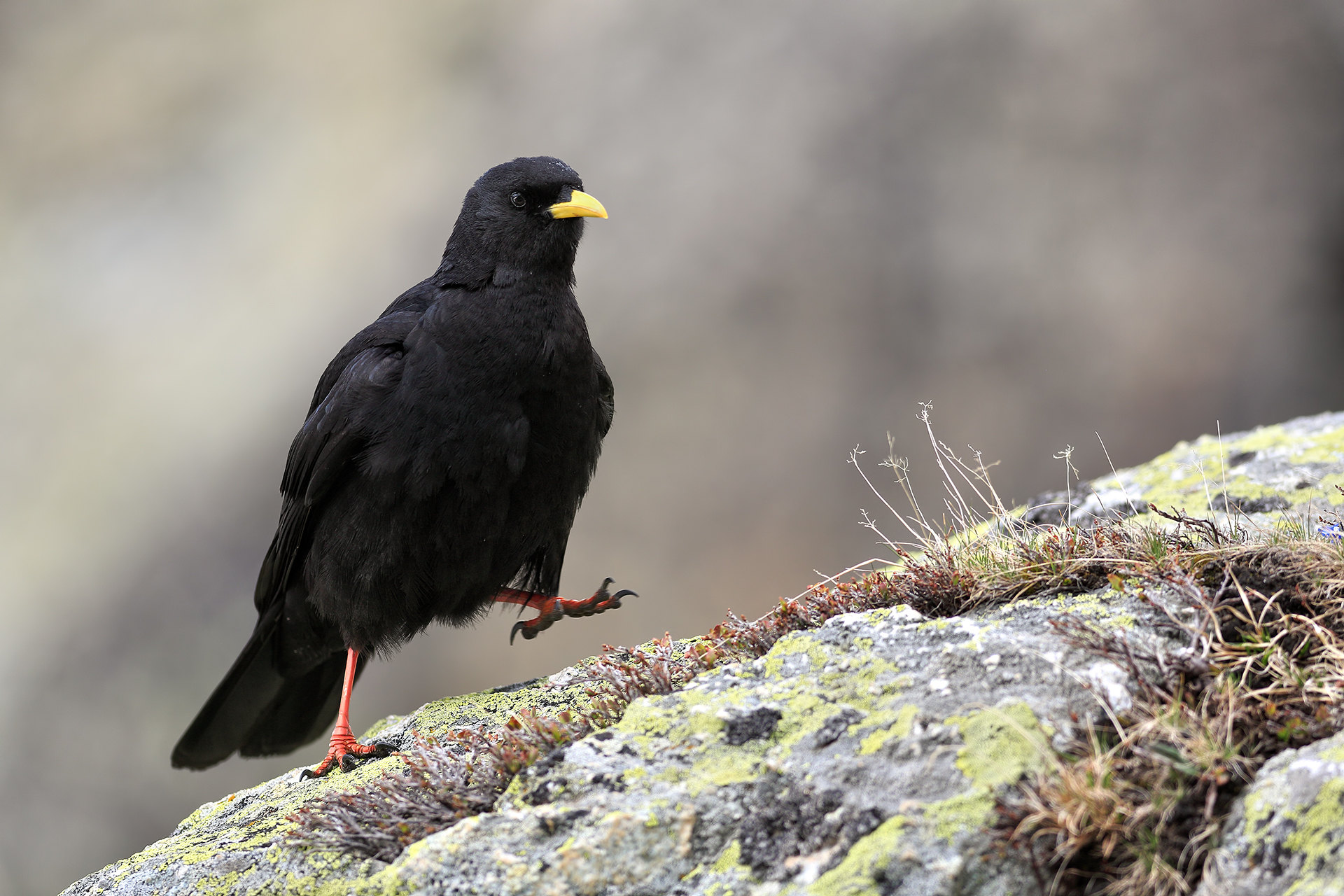 The March of the Chough