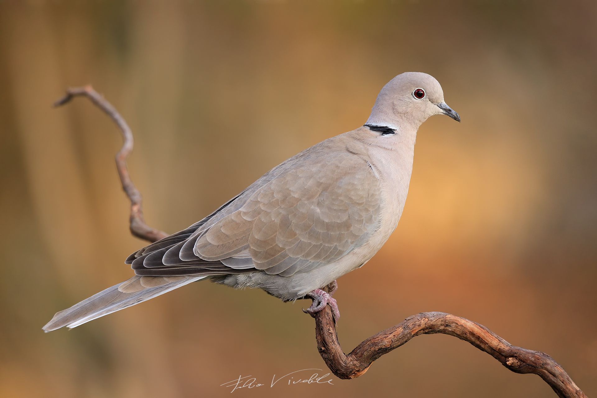 Turtle dove