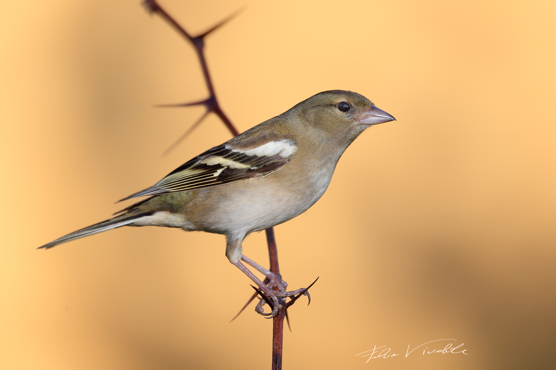 Female finch