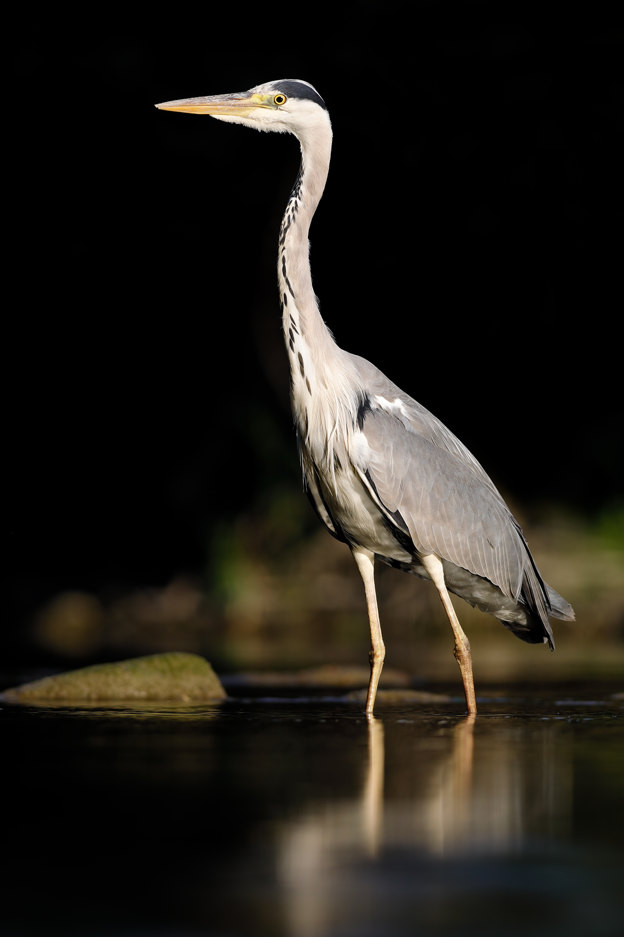 Grey heron