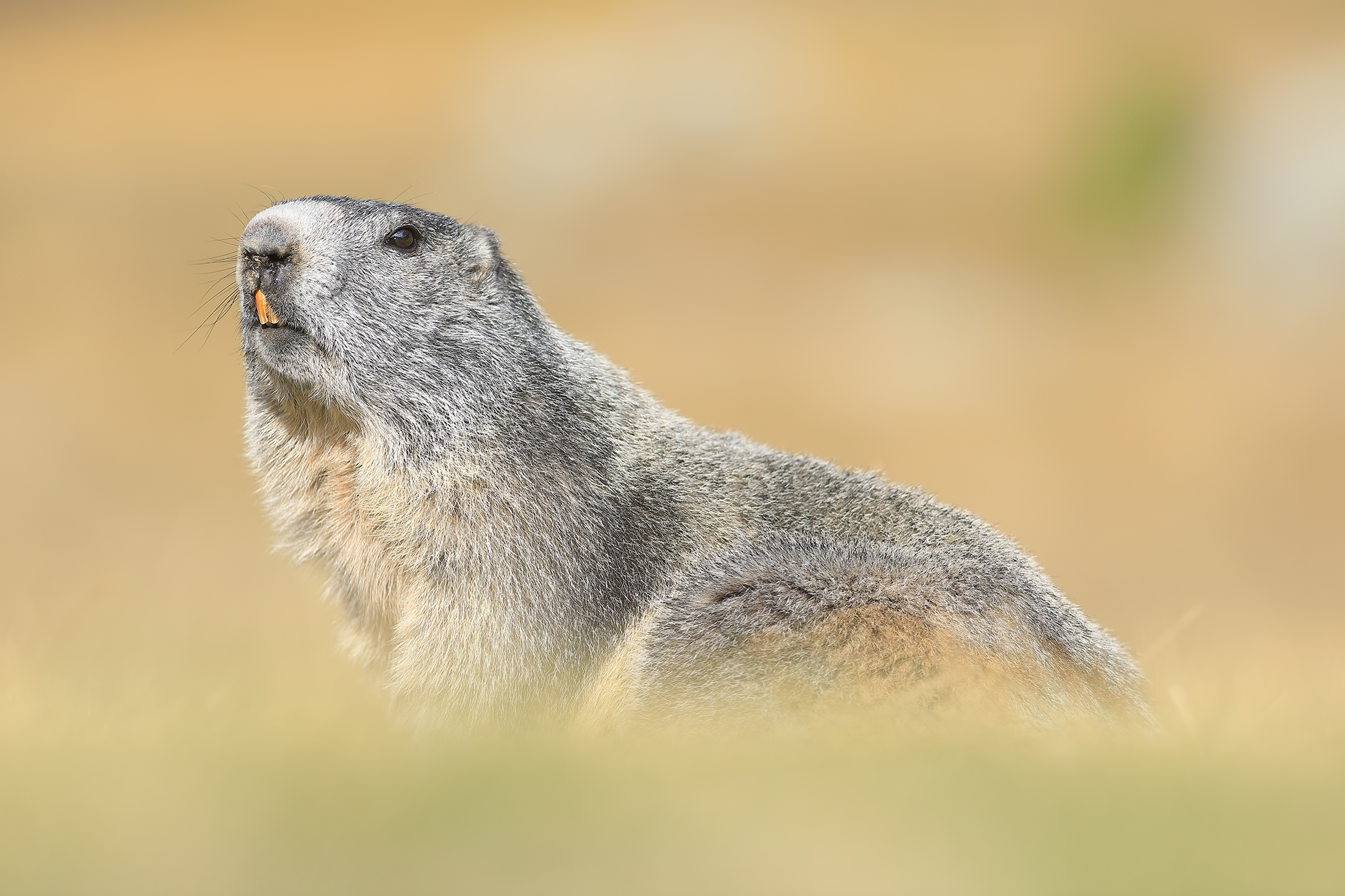 Marmot