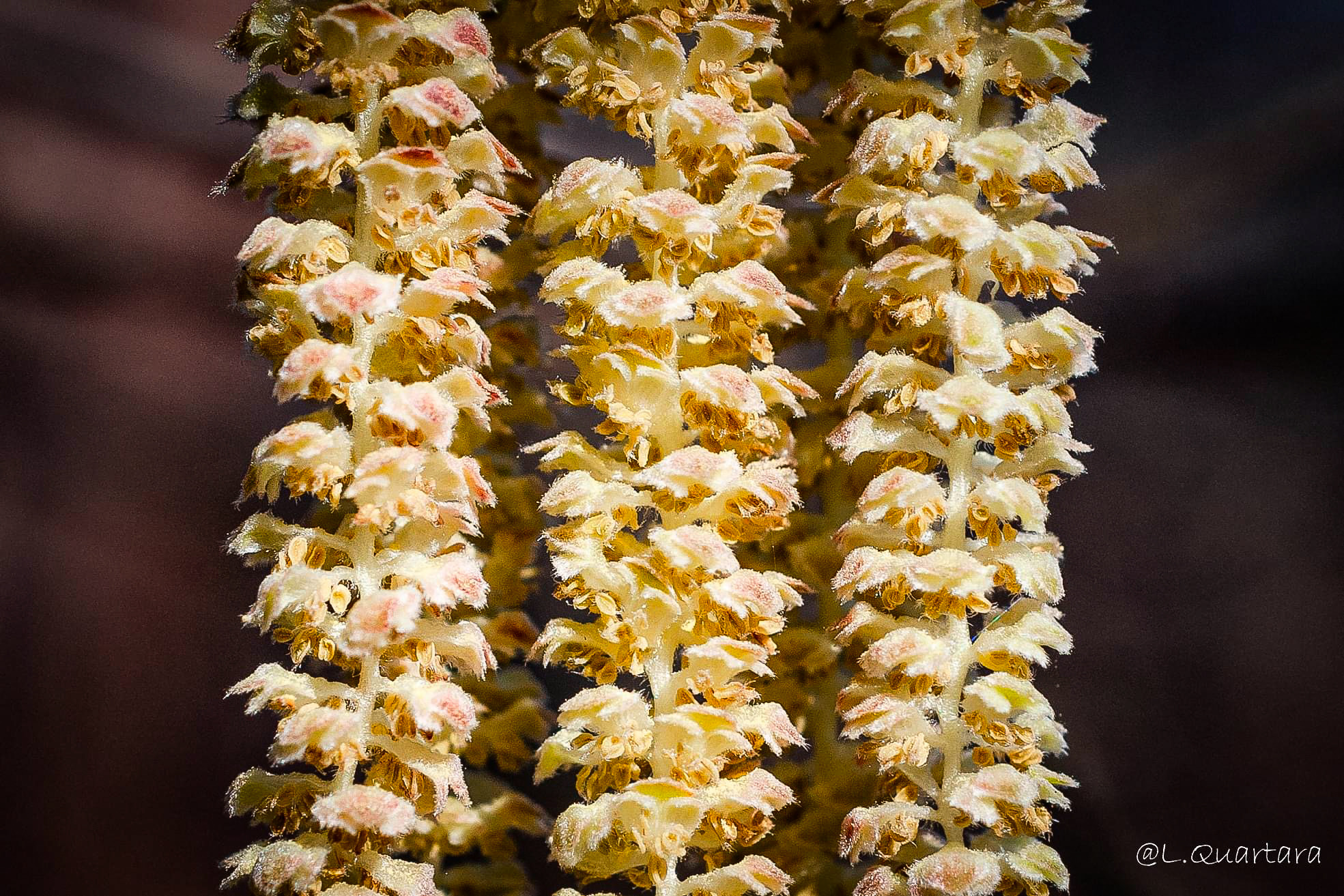 Hazelnut inflorescence