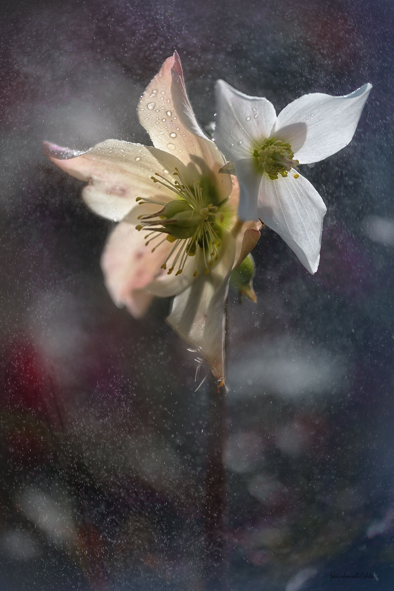 Helleborus niger