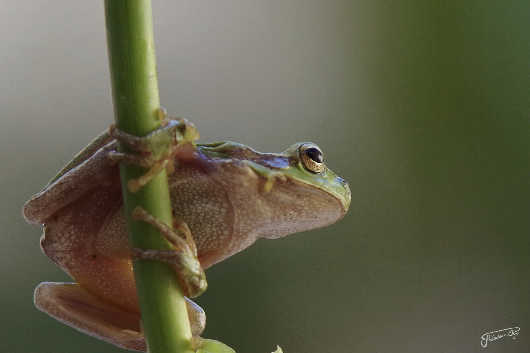 cantone di Grenouille