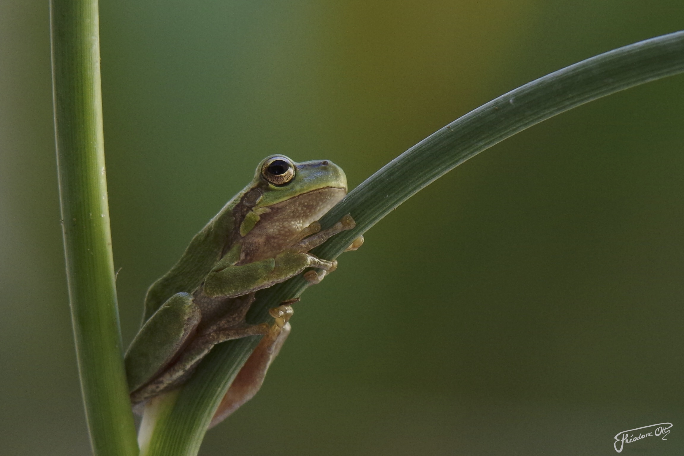 cantone di Grenouille