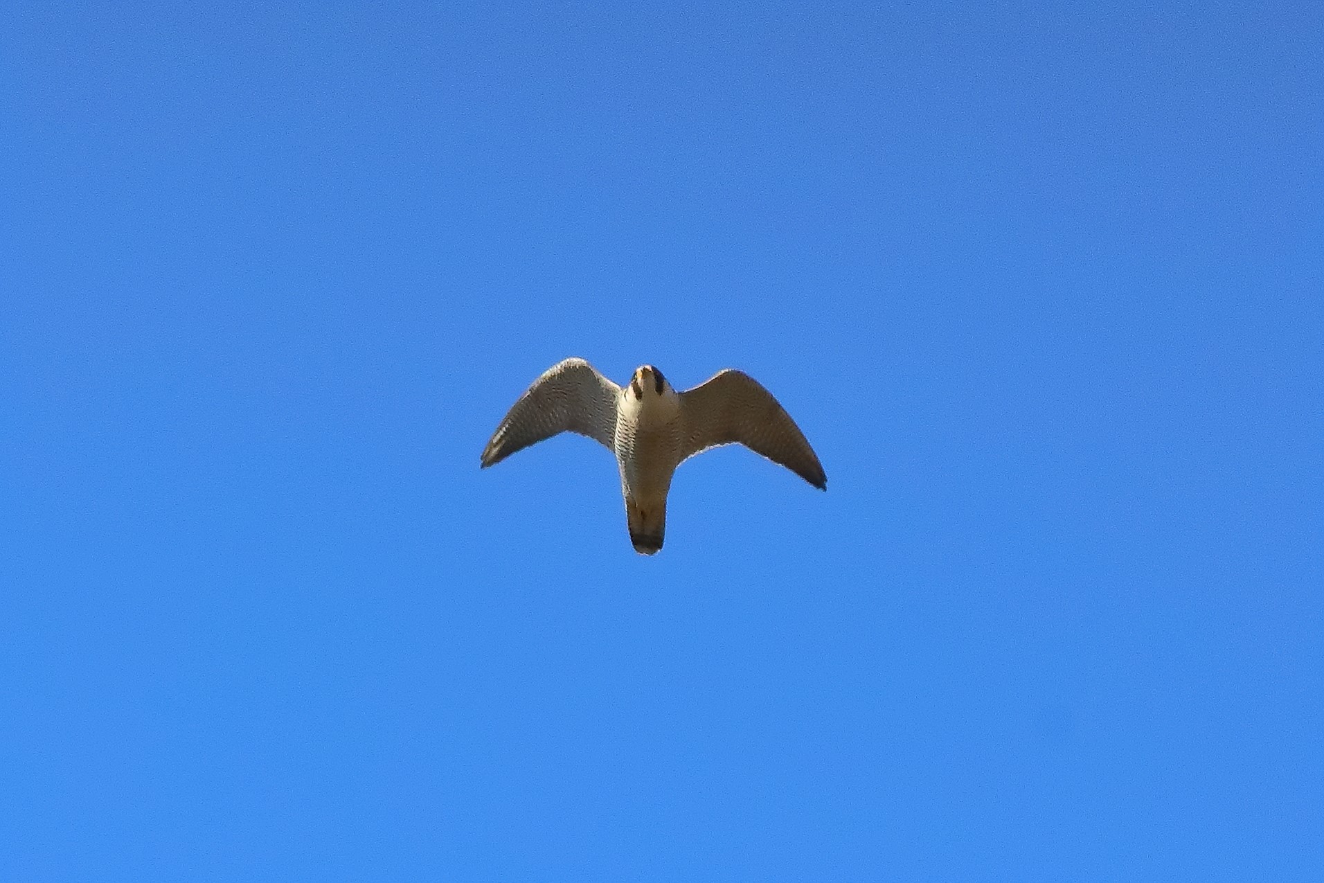 Pellegrino febbraio 2024 - 0019