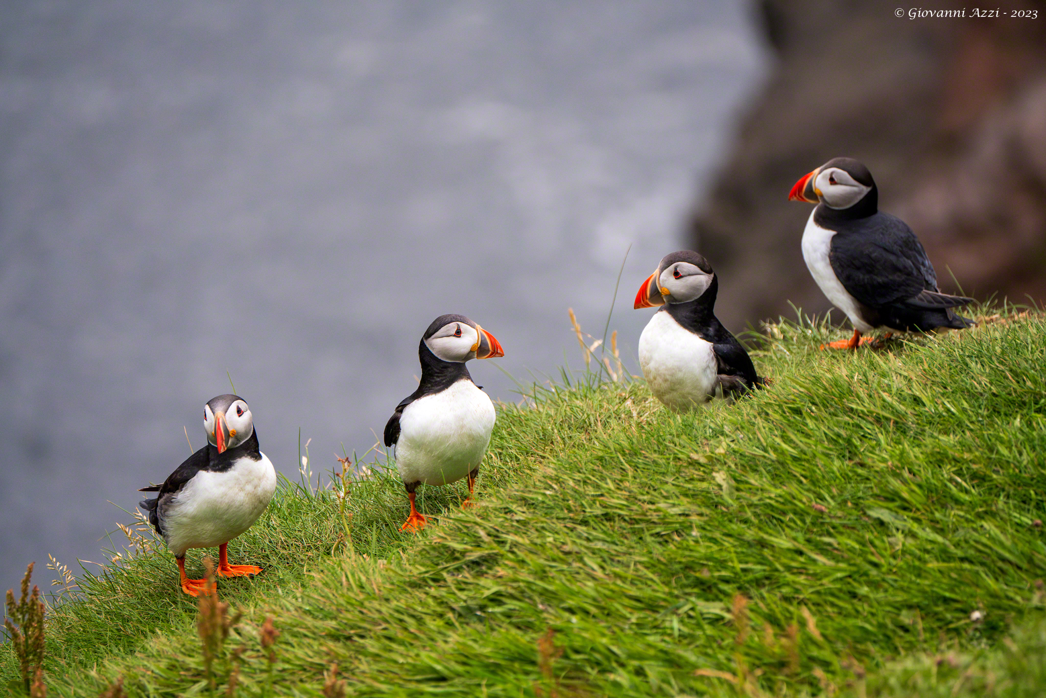4 puffins
