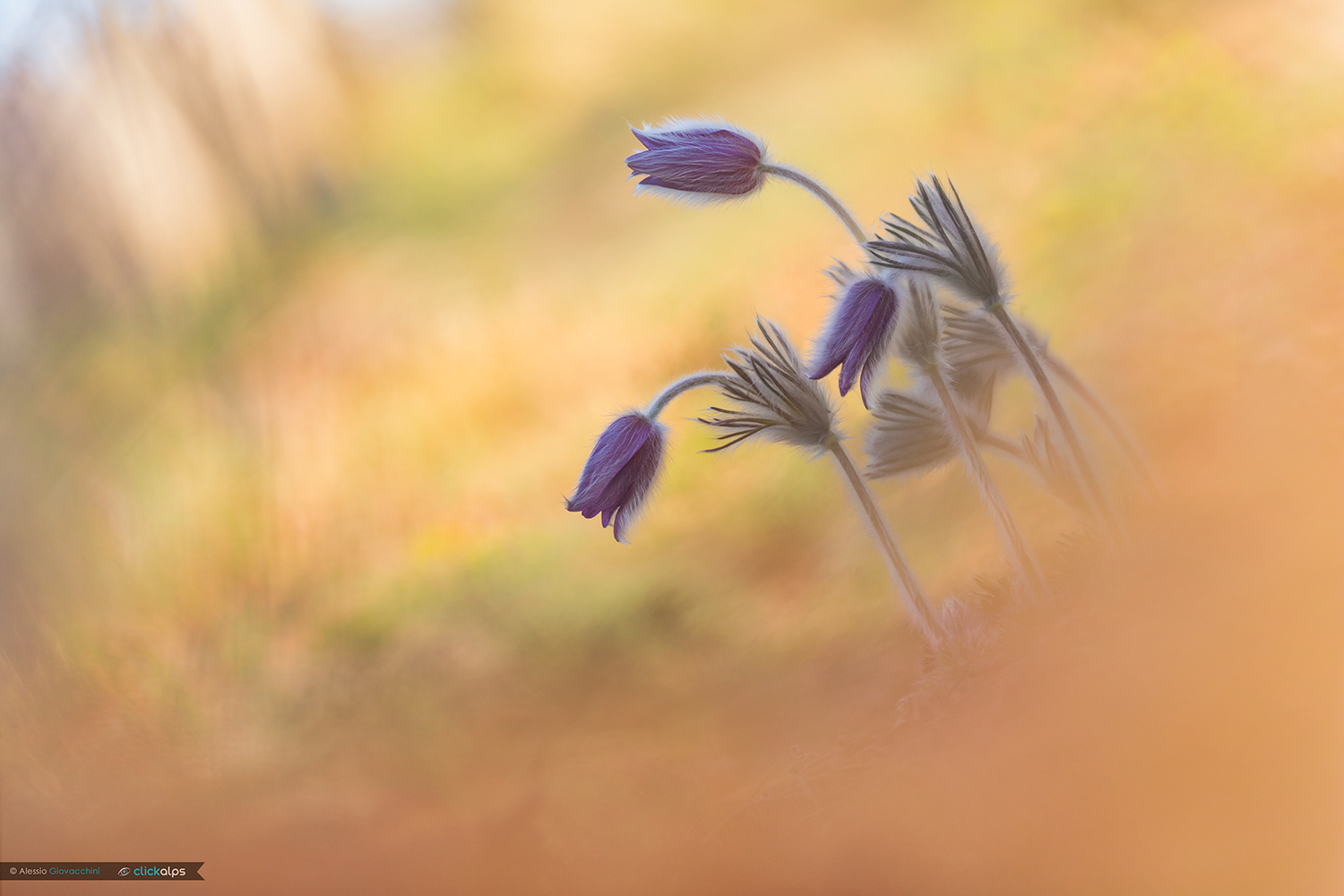 Pulsatilla