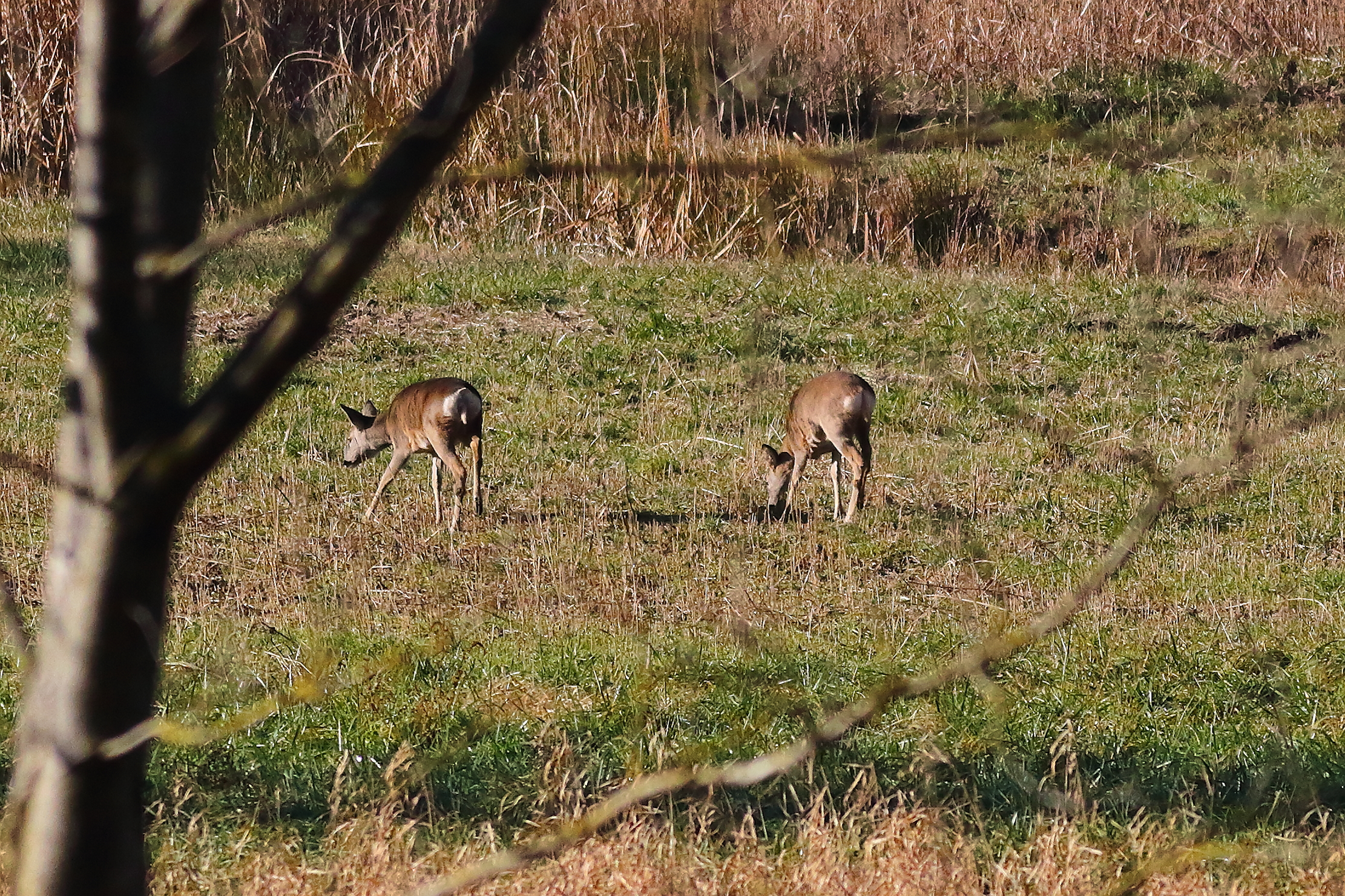 Roe Deer 16-12-2023