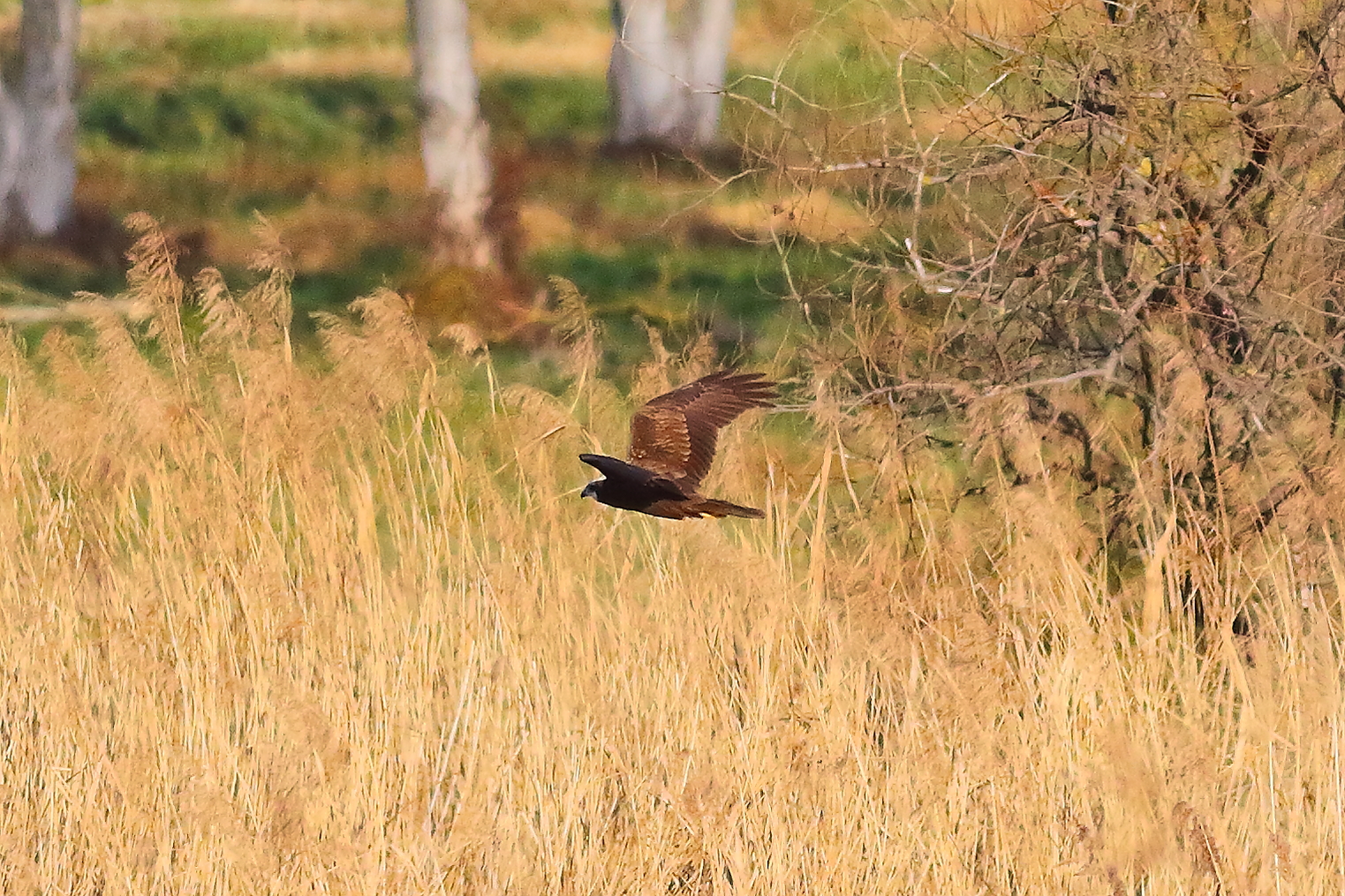Marsh Harrier F 16-12-2023
