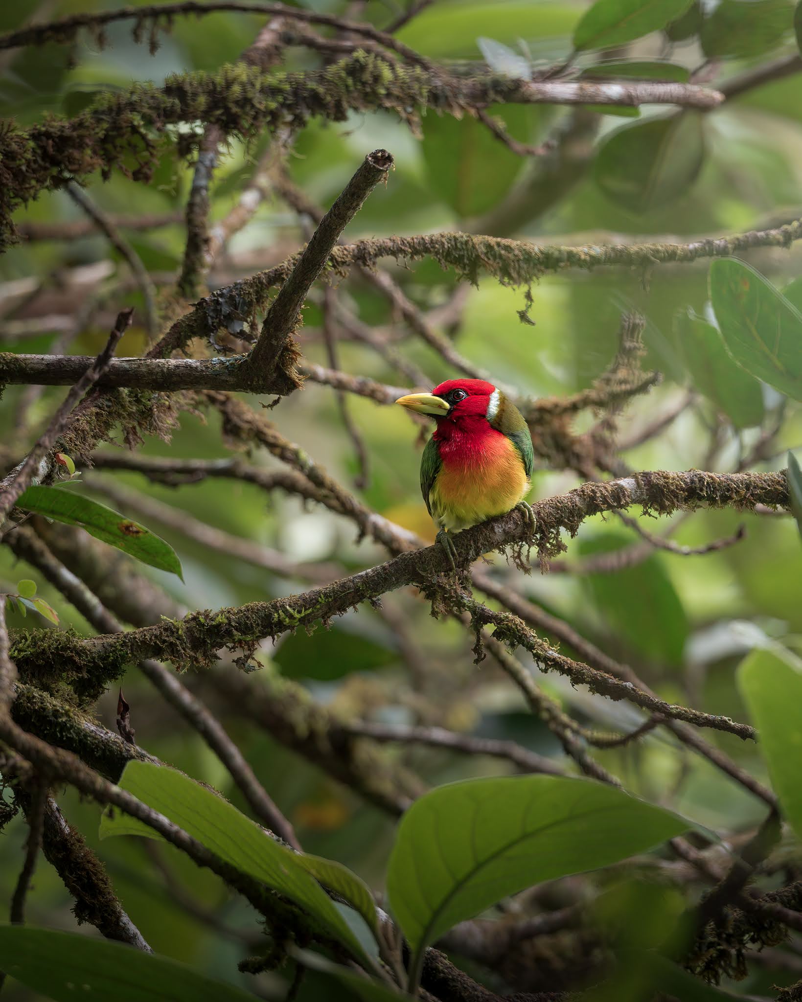 Red-headed barbet