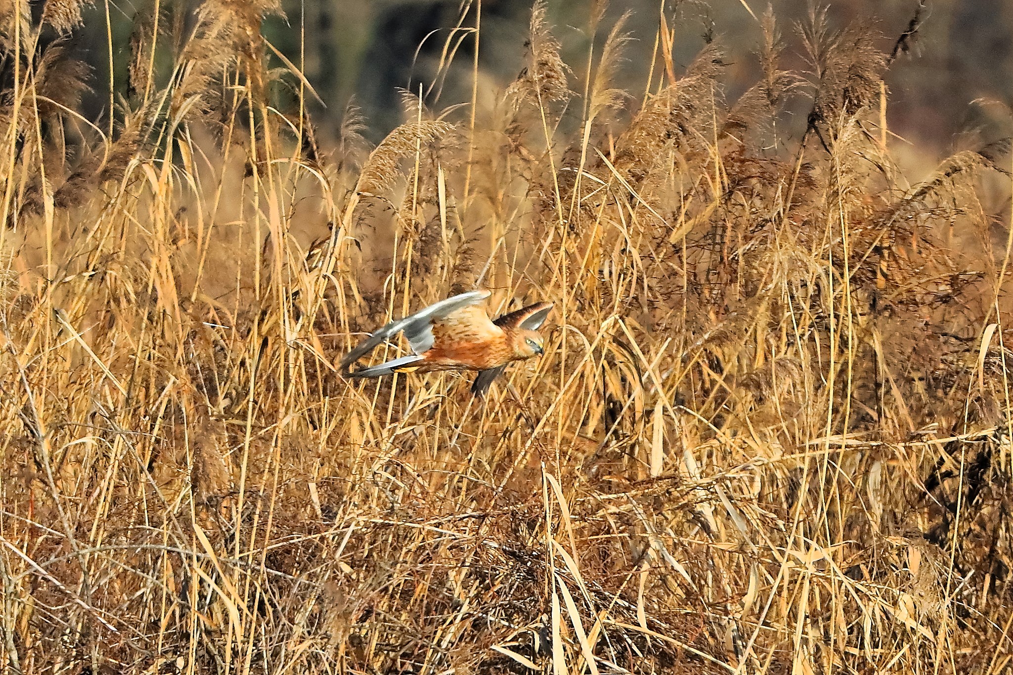 Marsh Harrier M 14-12-2023