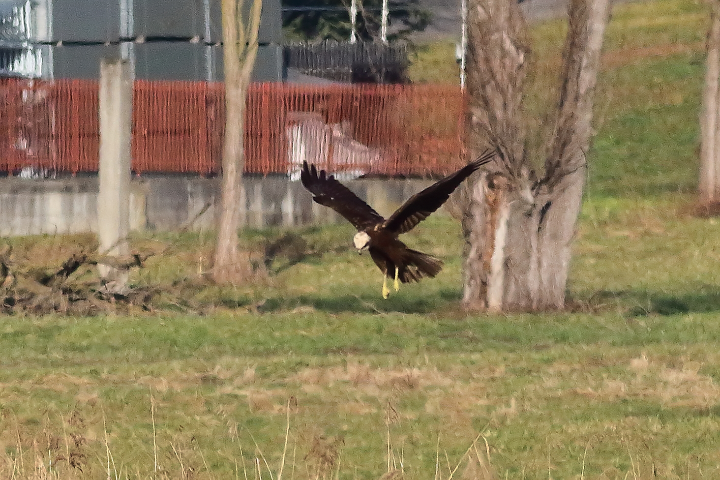 Falco di palude F gennaio 2024 - 5792