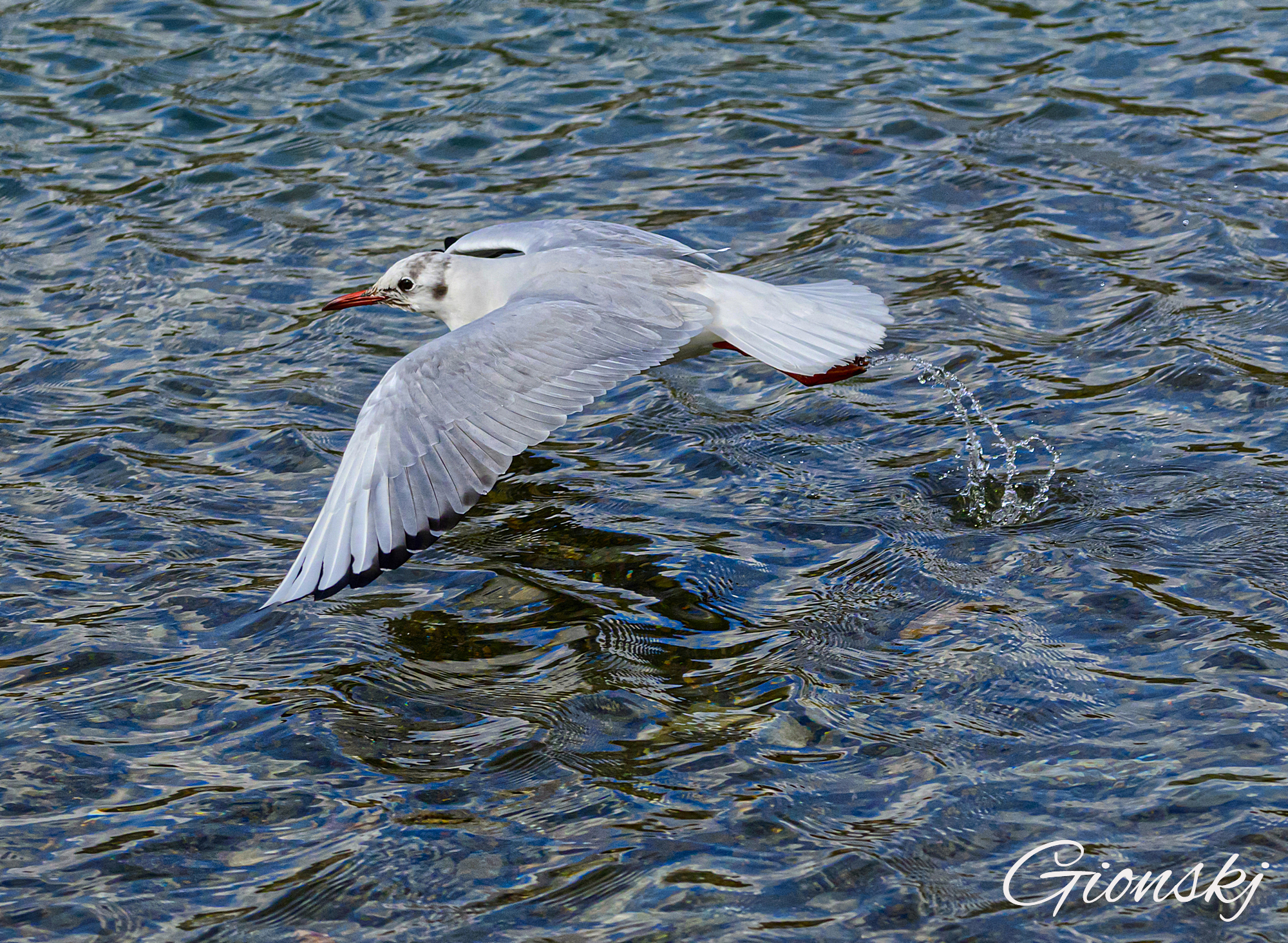 "A pelo d'acqua me ne vo.. "
