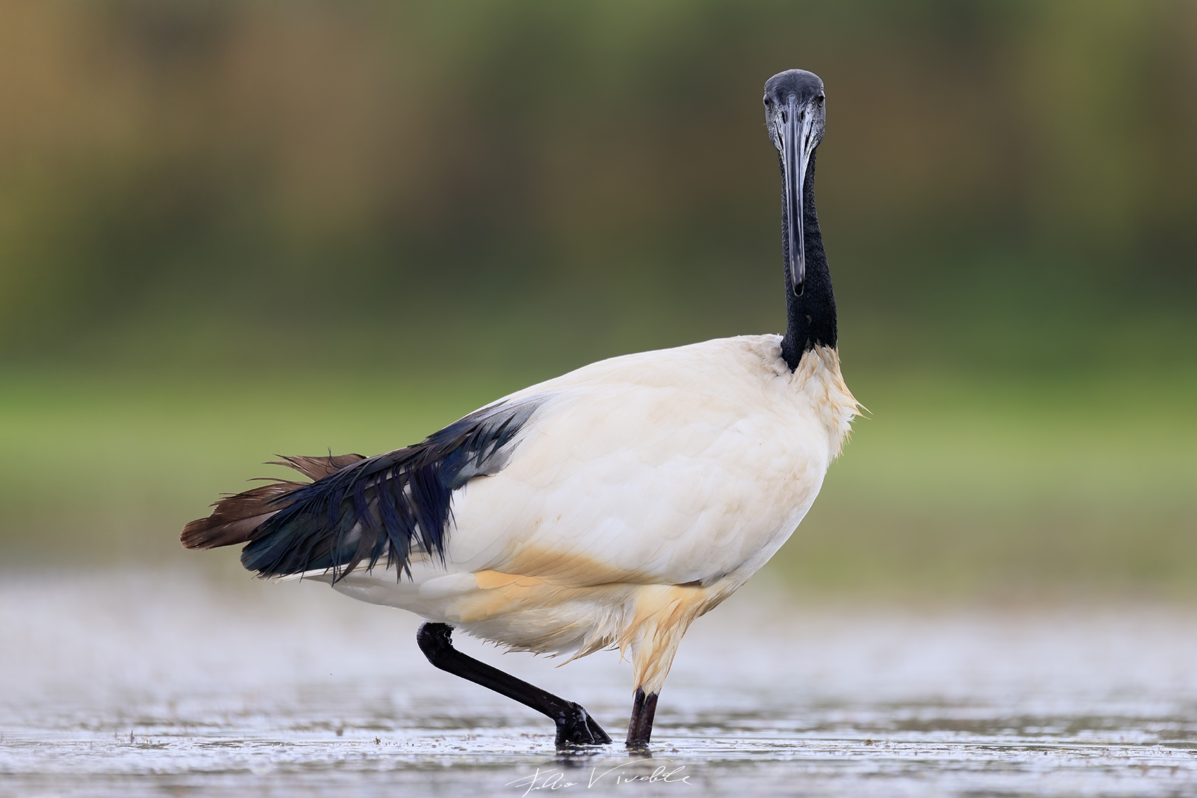Sacred Ibis