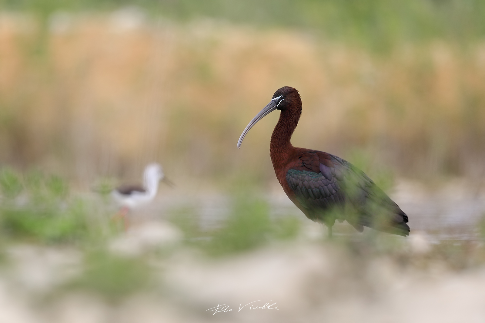 Glossy ibis