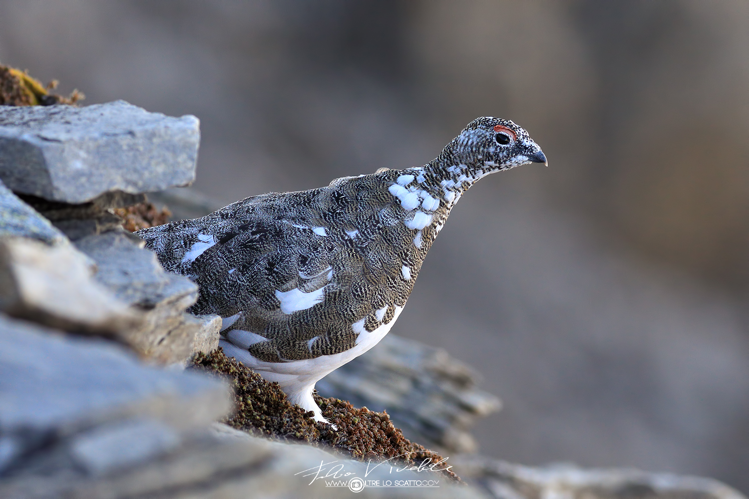 Partridge Cottian Alps