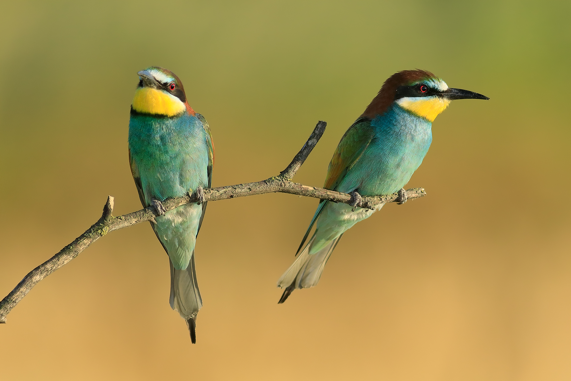 Pair of bee-eaters
