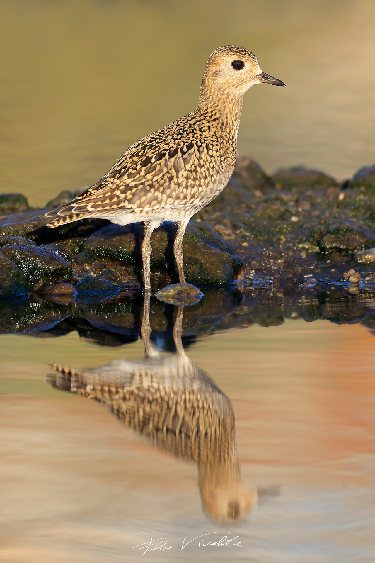 Piviere Dorato allo specchio