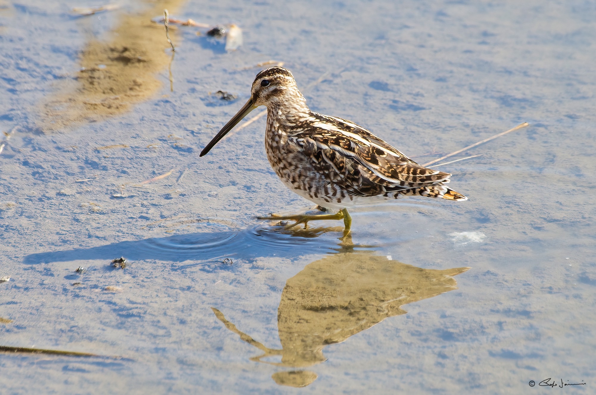 Beccaccino di palude
