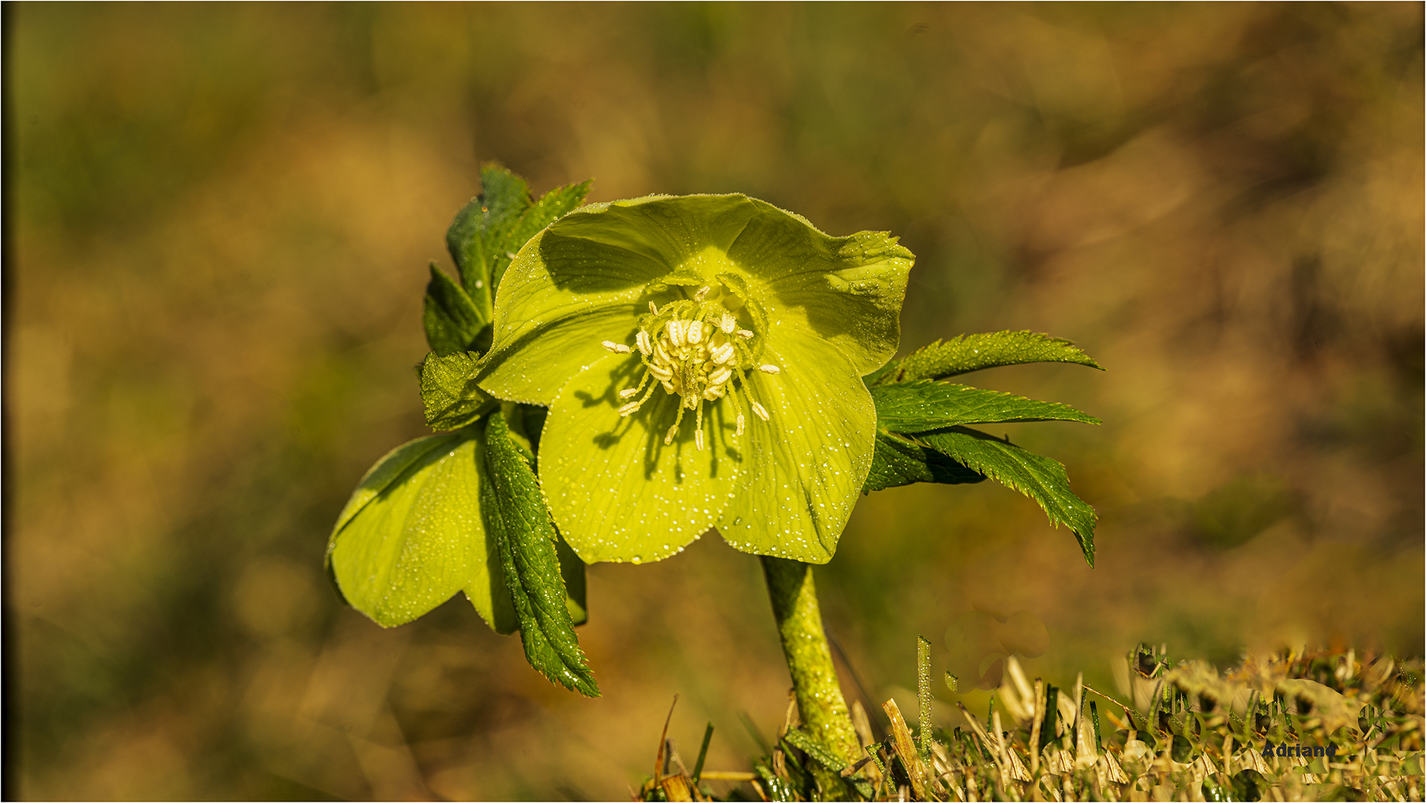 Helleoboro.