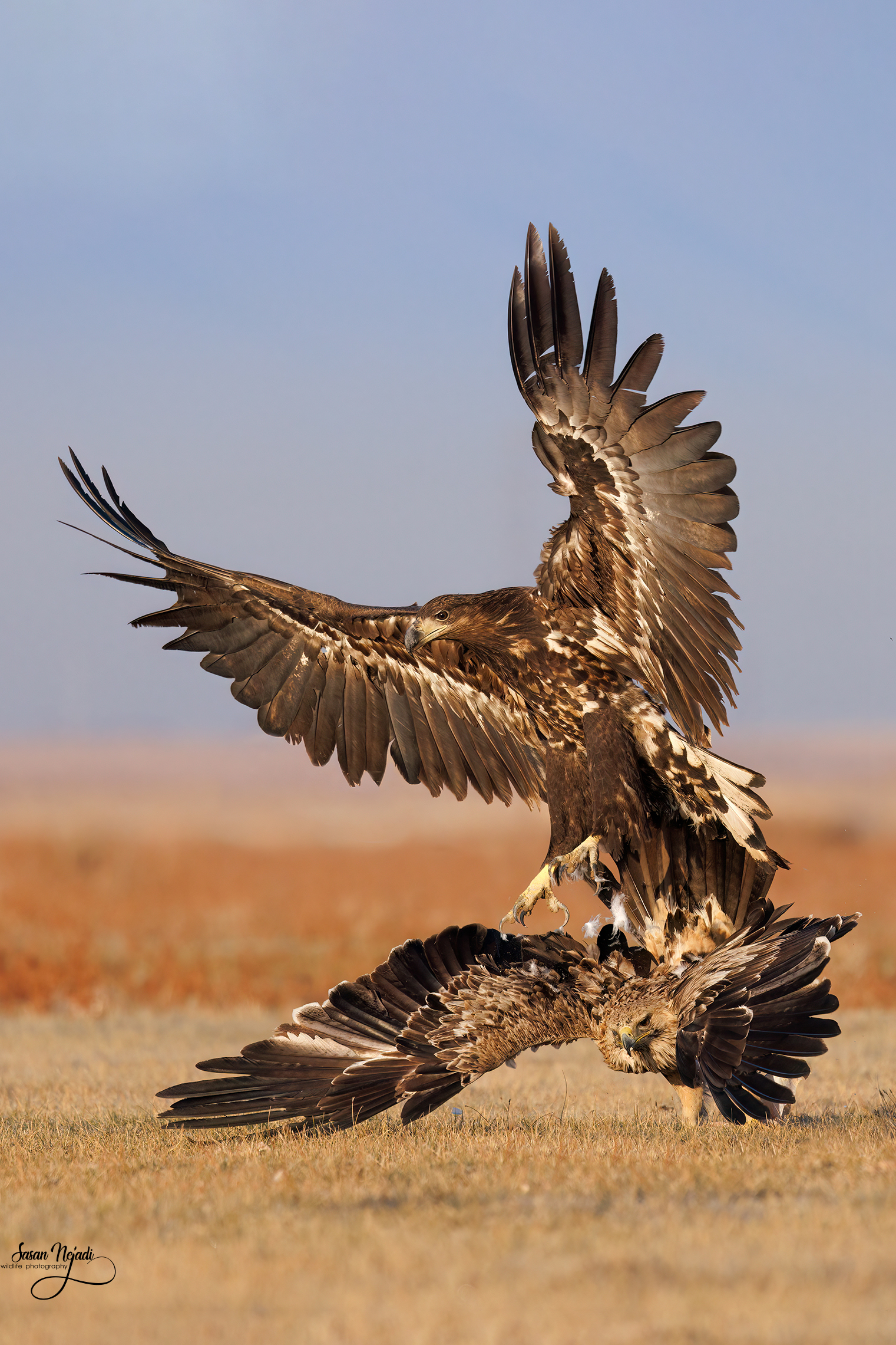 White-tailed eagle