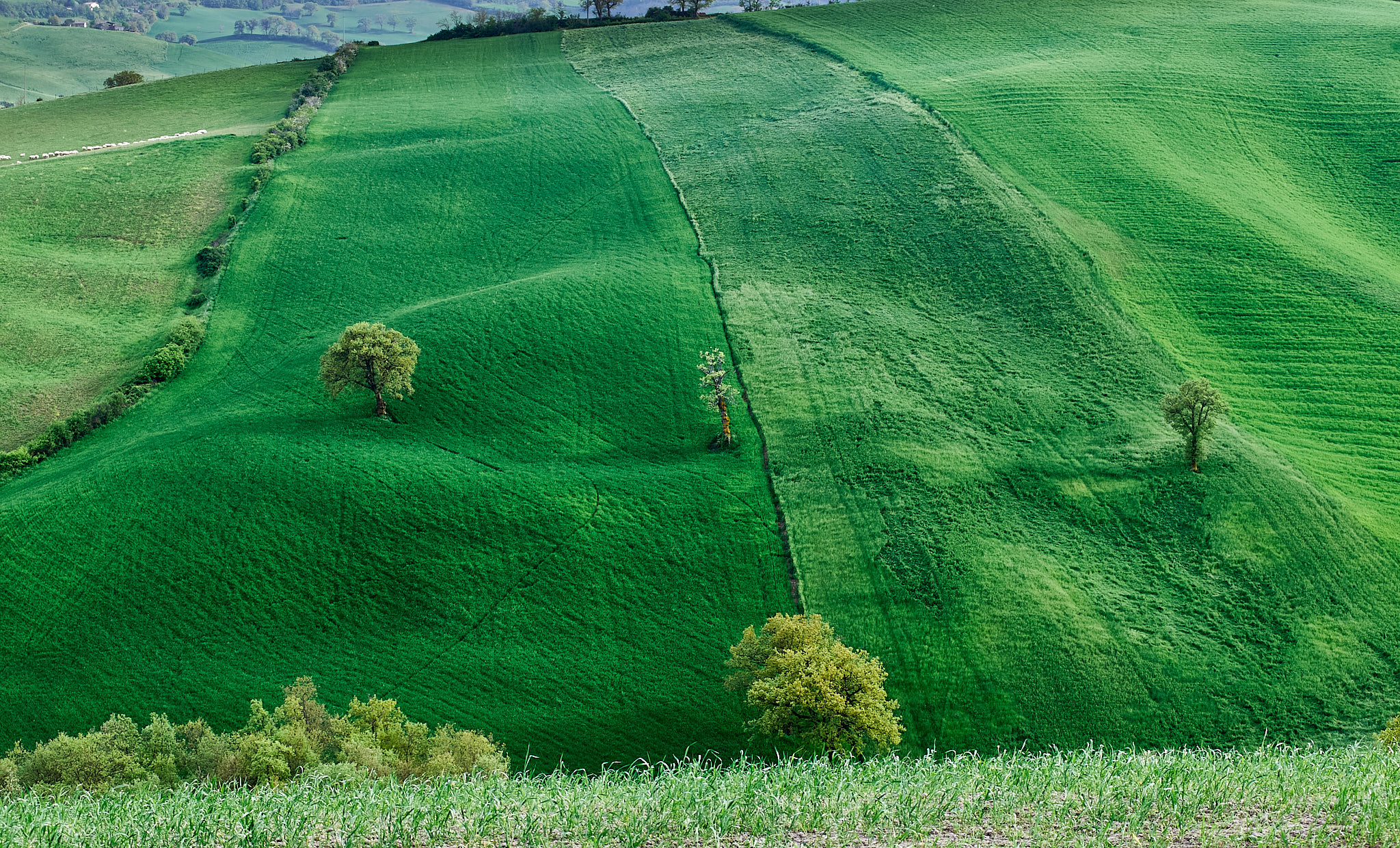 Campagna Marchigiana (Torre Cotogna)