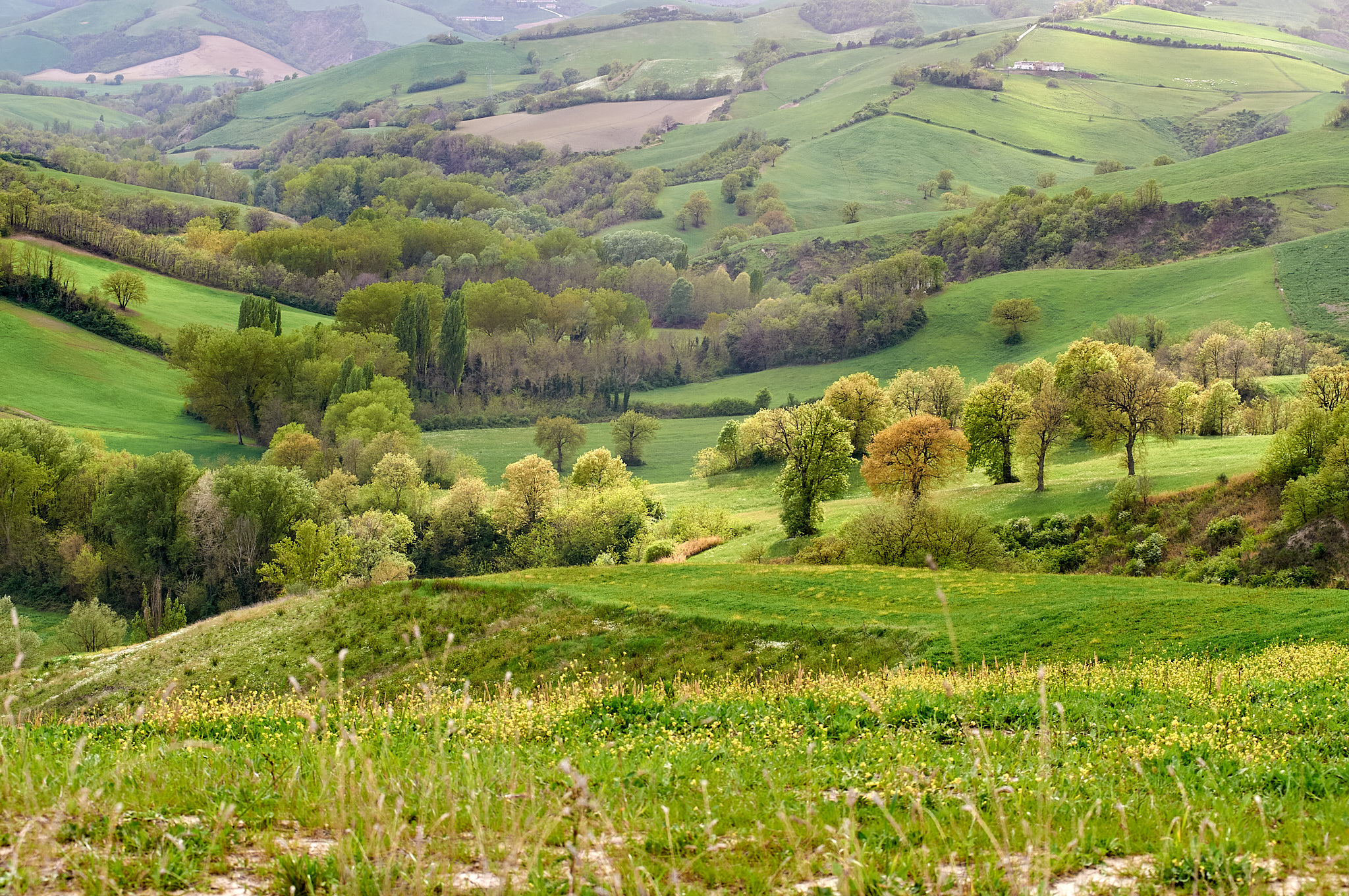 Campagna Marchigiana (Torre Cotogna)
