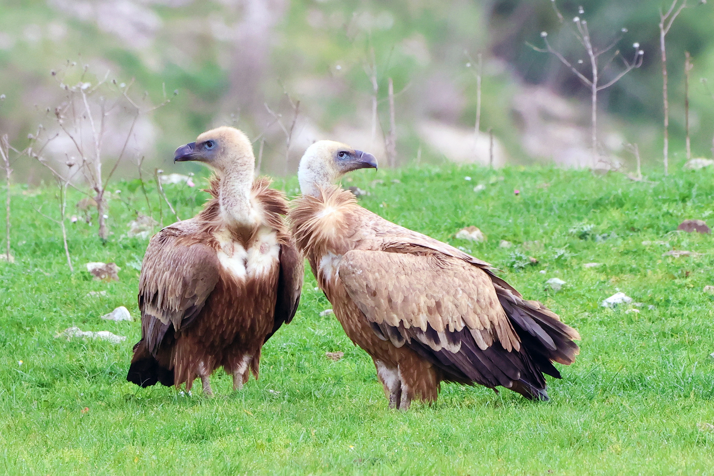 Tu guarda a destra che sinistra ci penso io