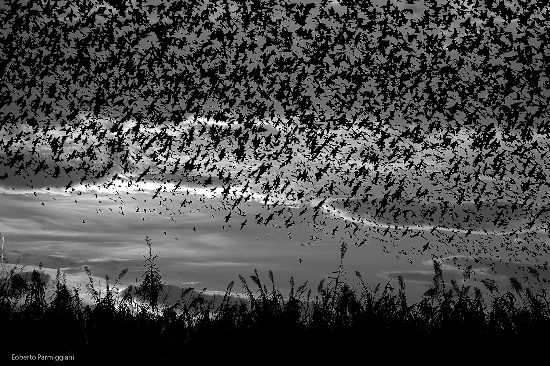 The birds