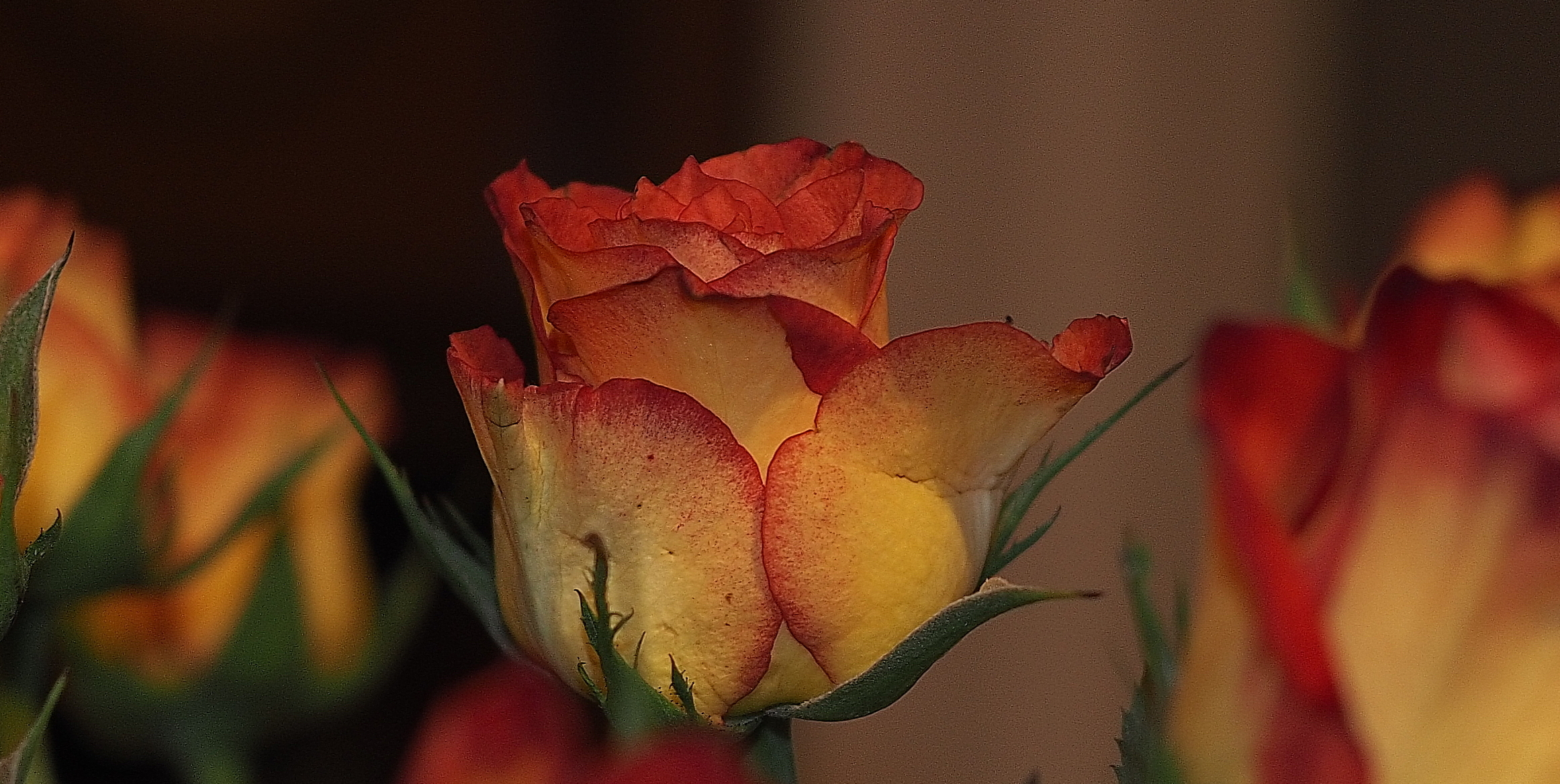 Una rosa è una rosa è una rosa