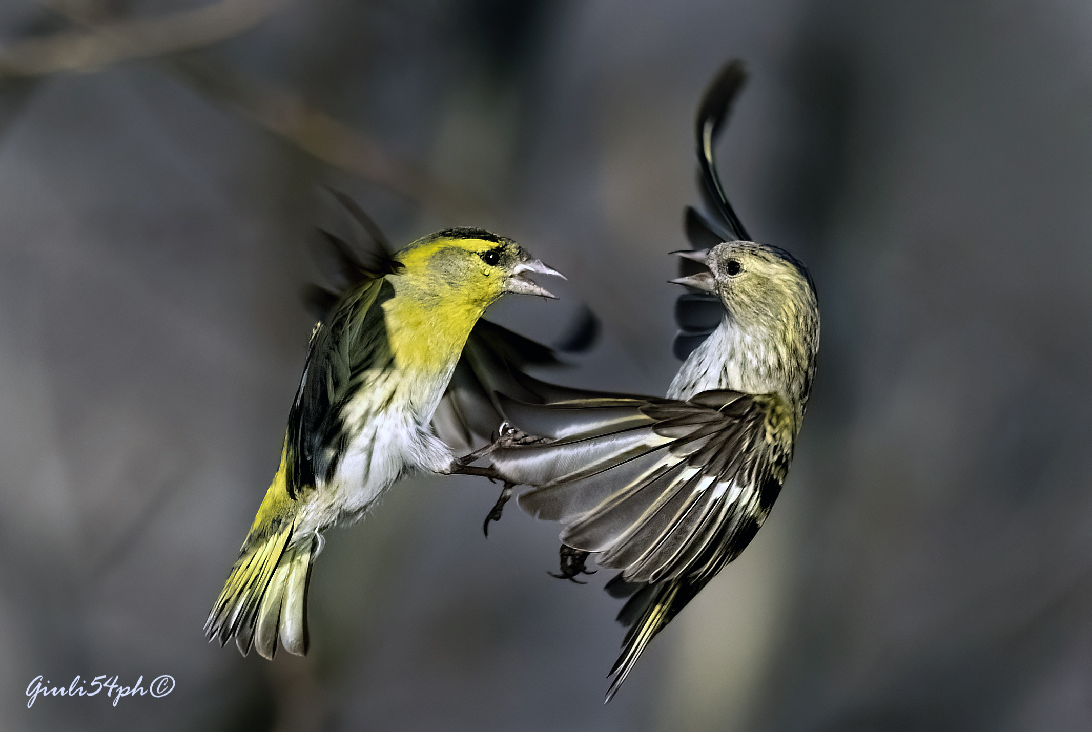 Scaramucce tra Lucherini