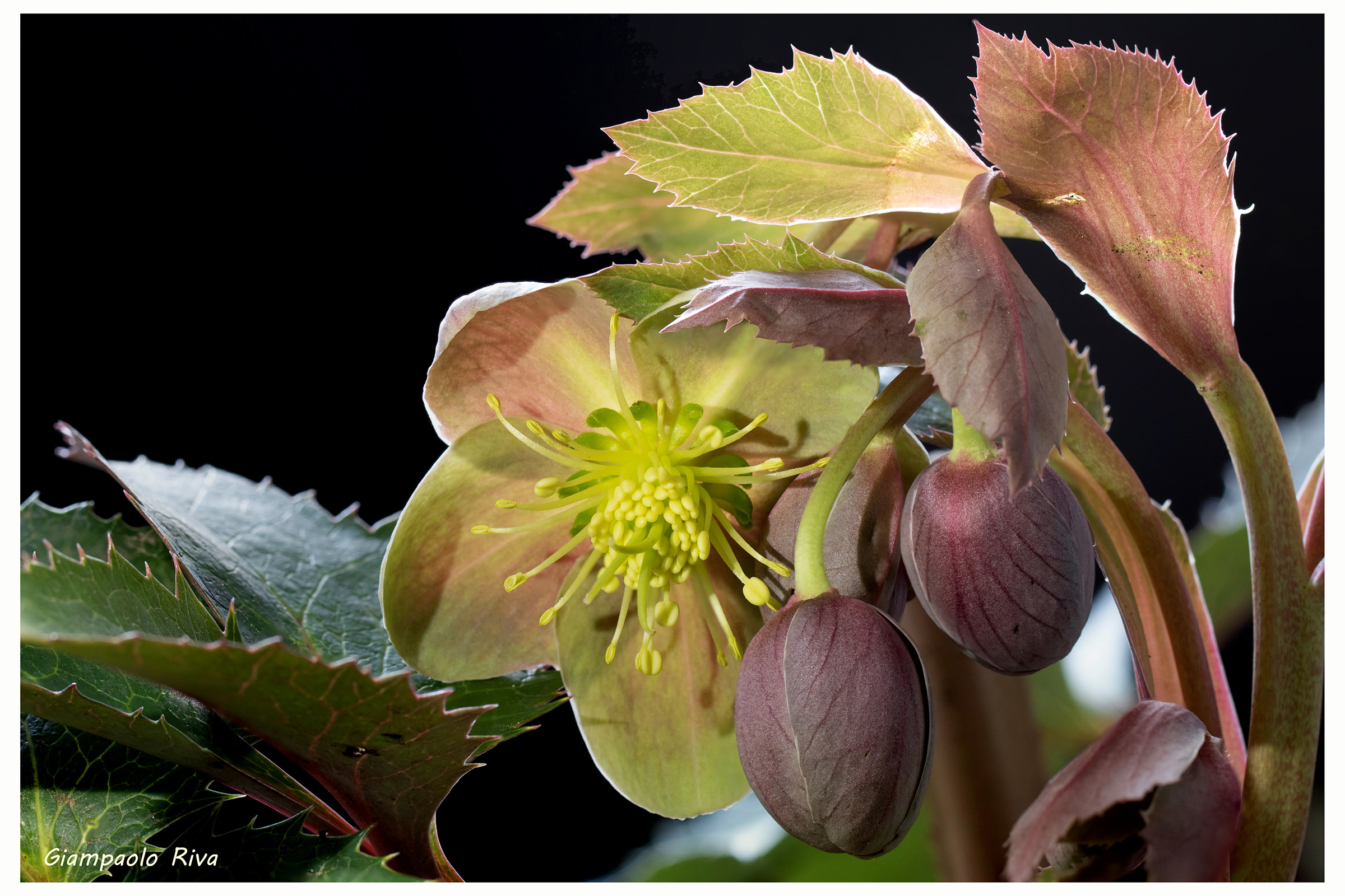 Helleborus argutifolius