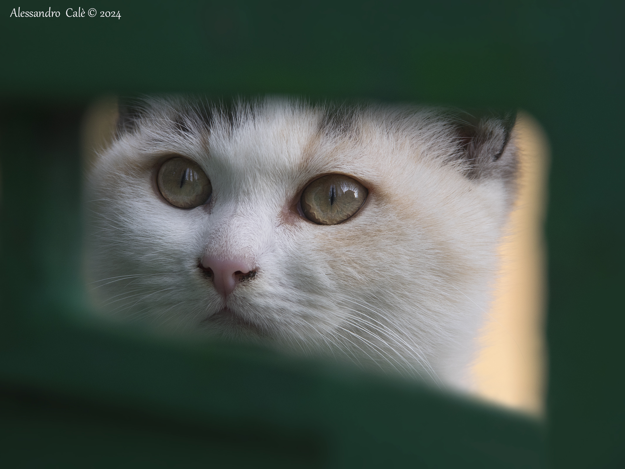 Sbirciando dalle fessure del cancello 5602