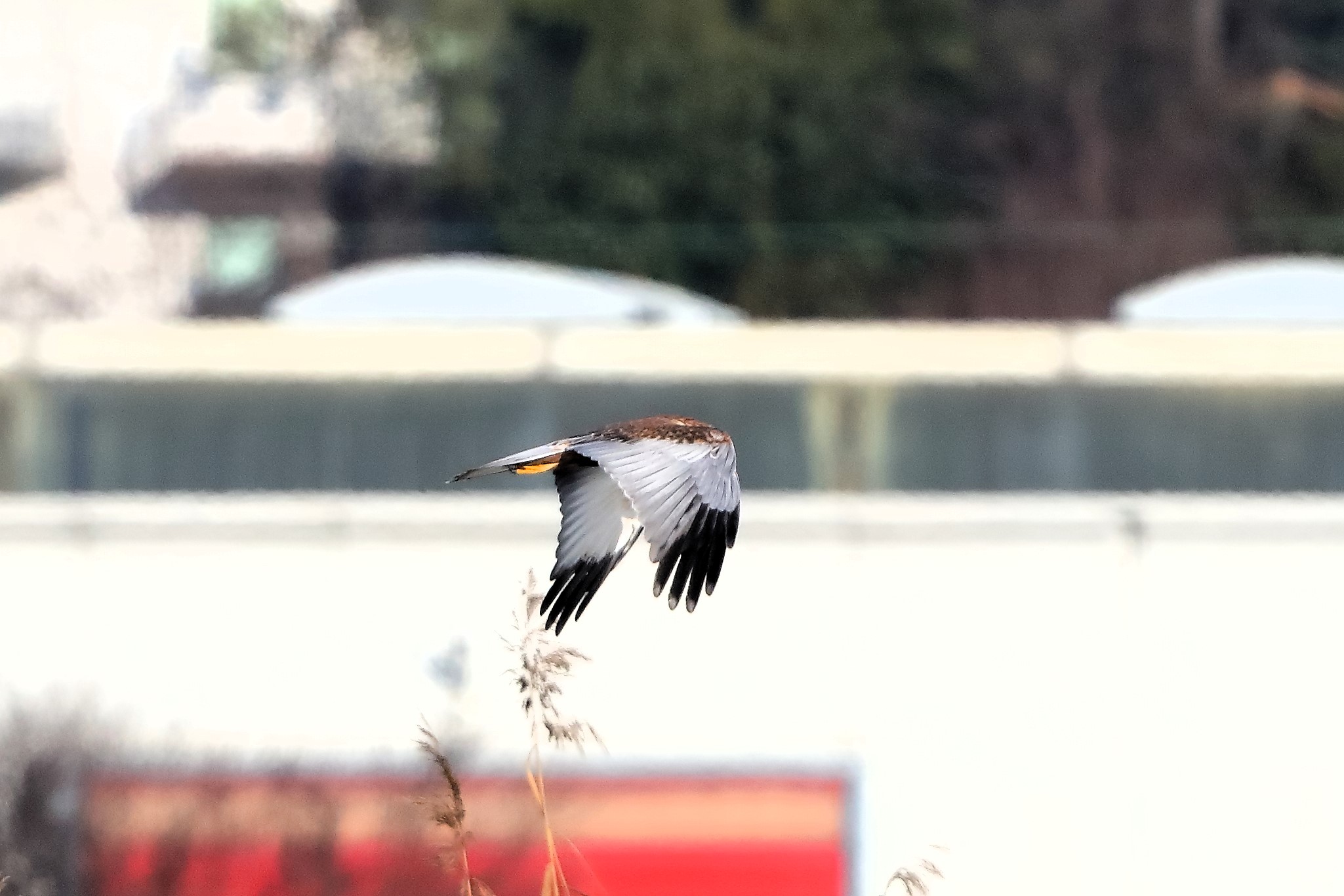 Marsh Harrier M 14-12-2023