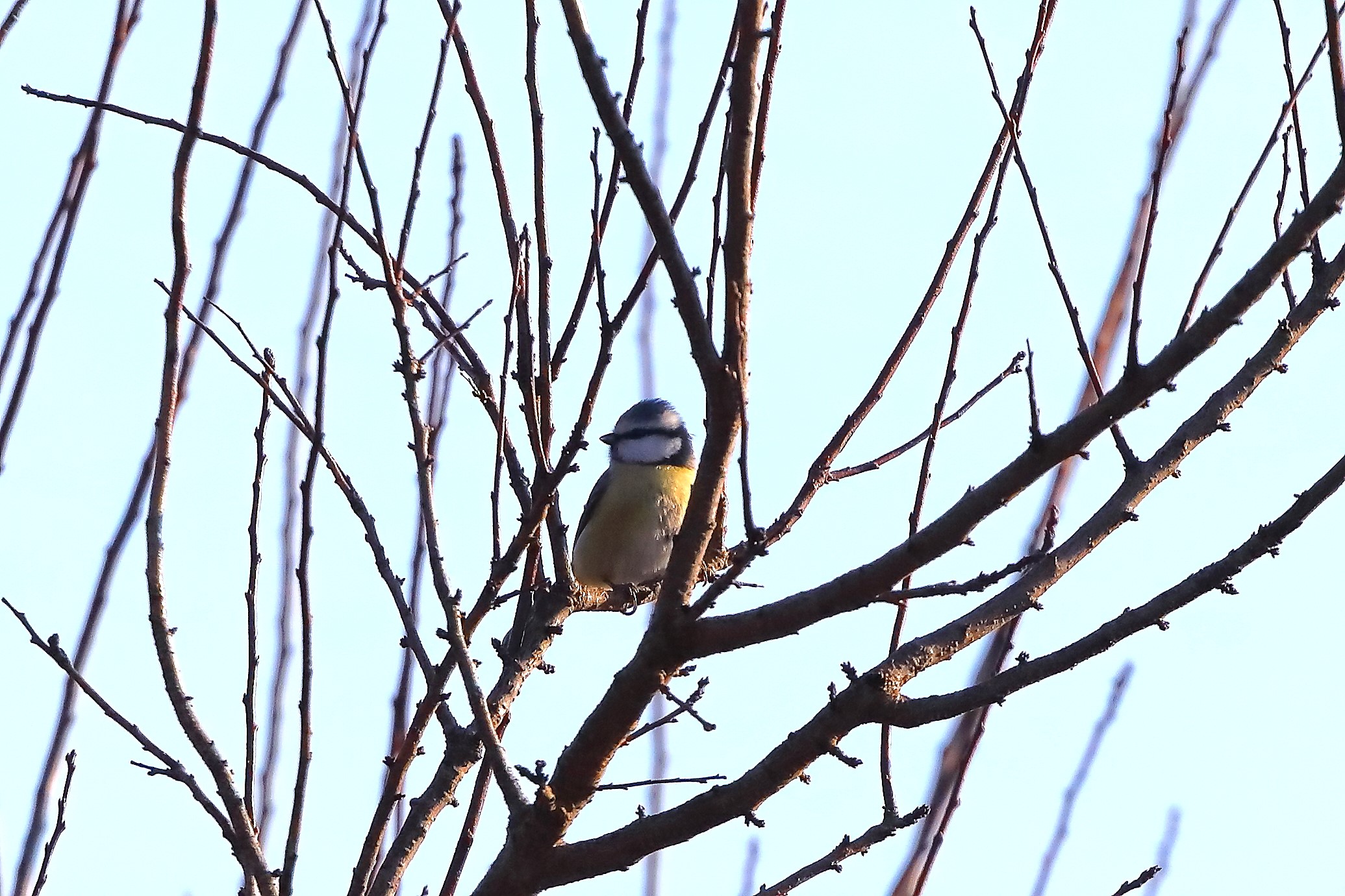 Cinciarella 14-12-2023