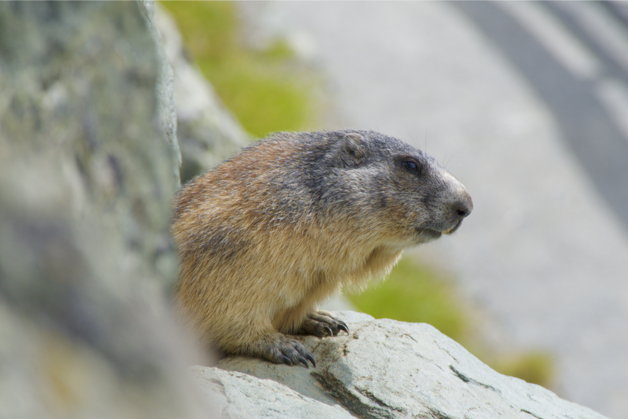 Curious marmot