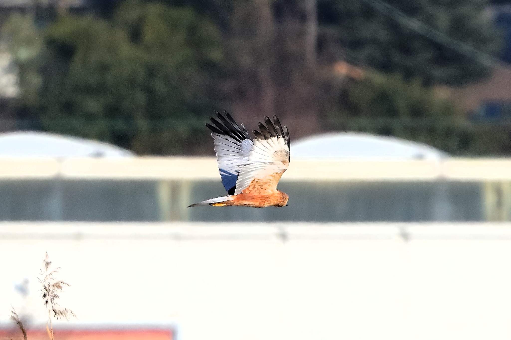 Marsh Harrier M 14-12-2023