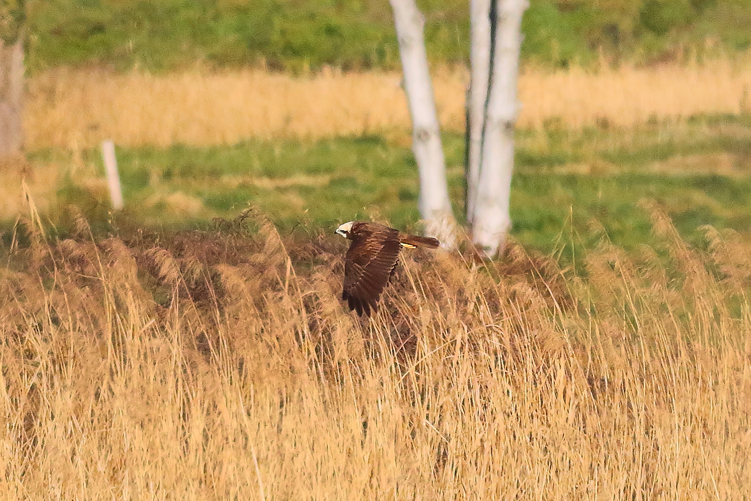 Marsh Harrier F 16-12-2023