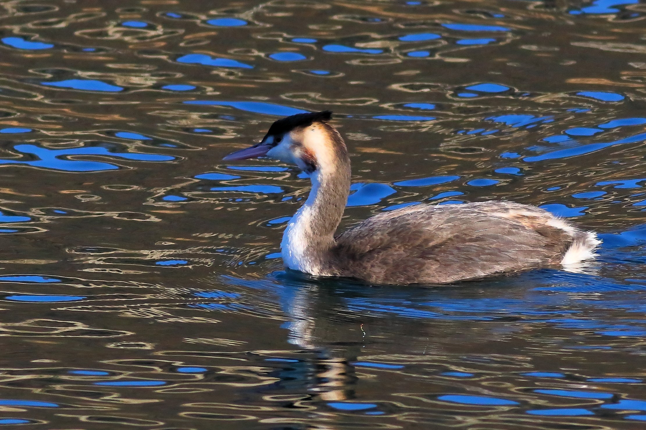Grebe 16-12-2023