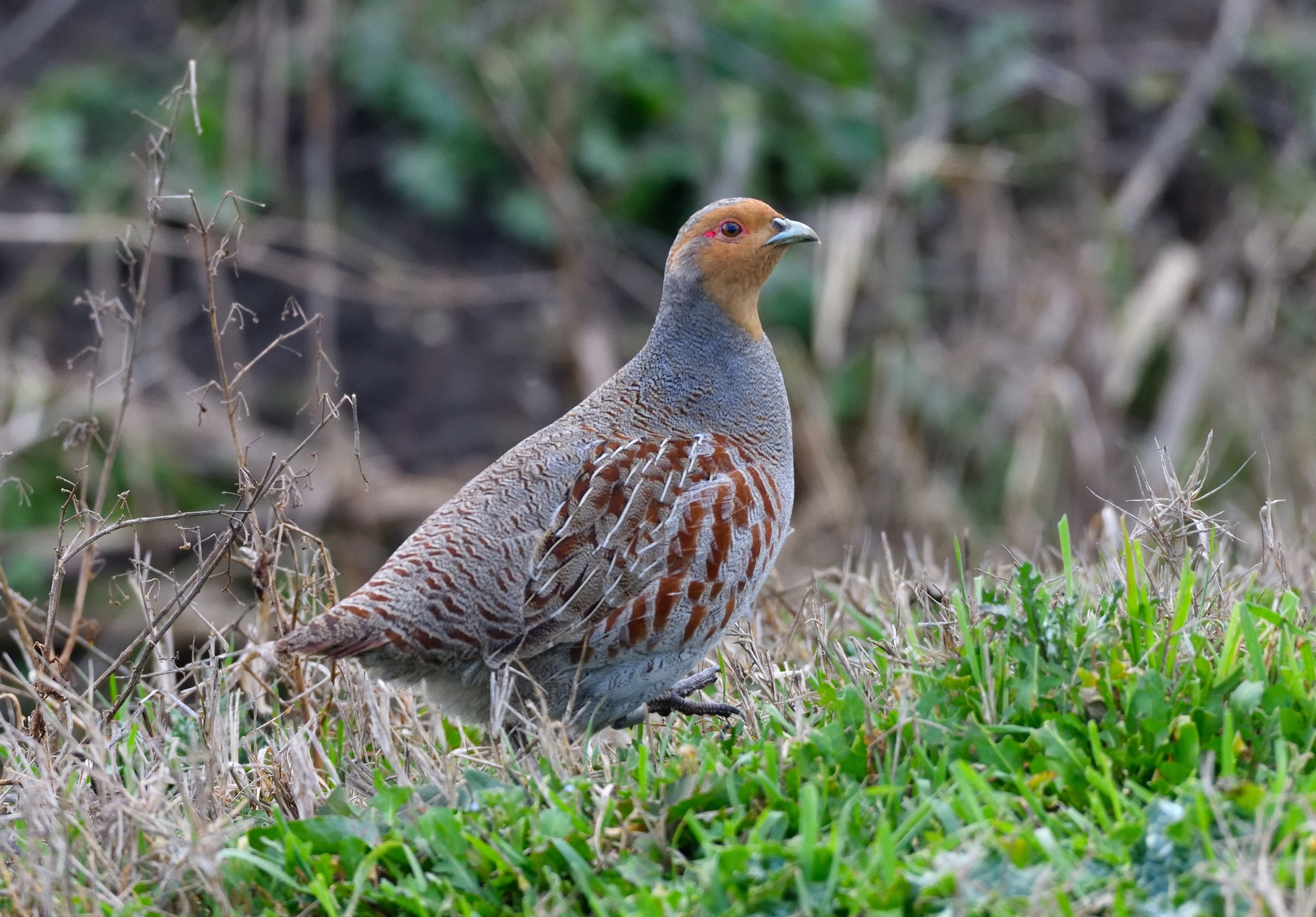 Italian partridge
