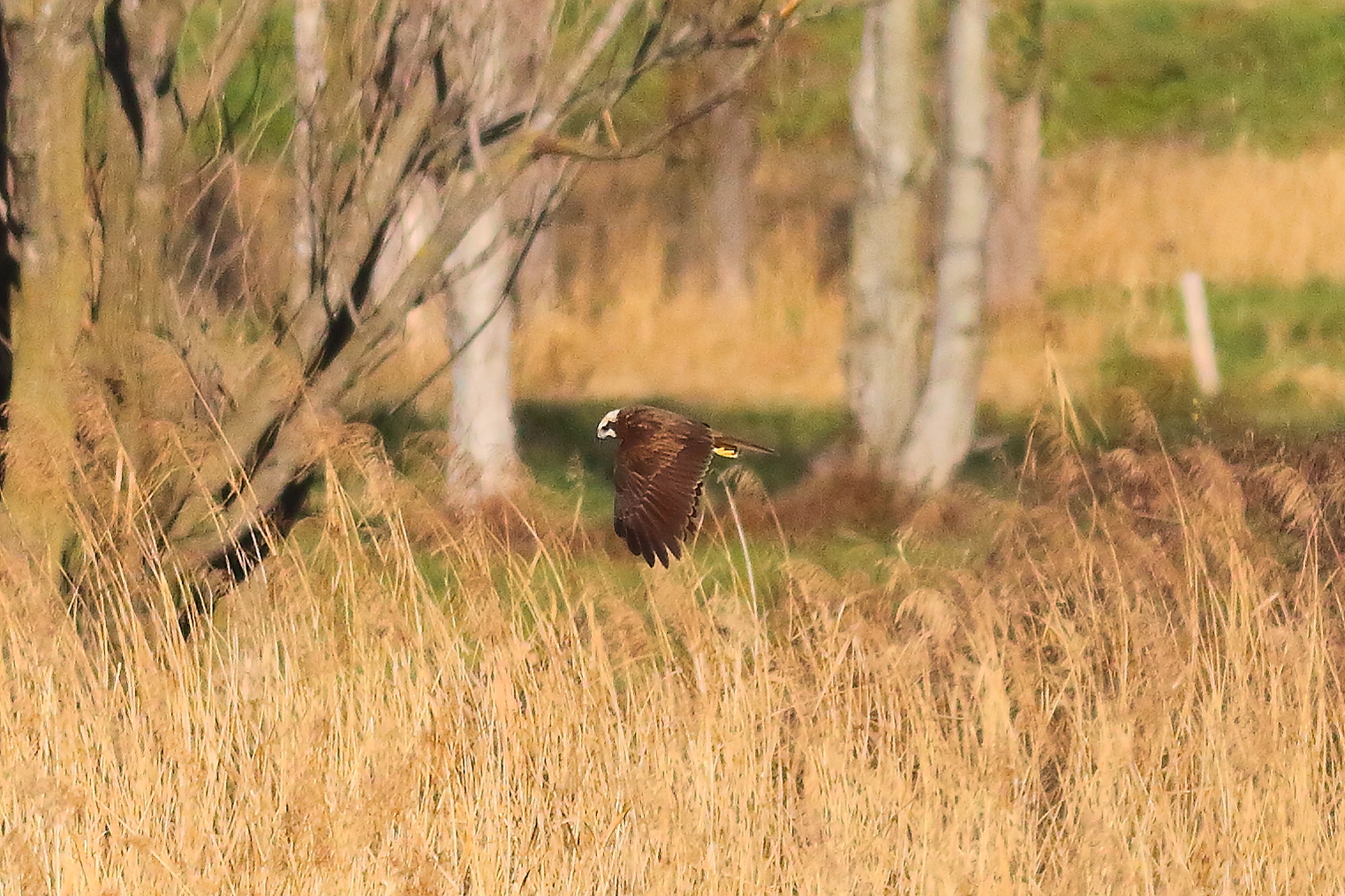 Marsh Harrier F 16-12-2023