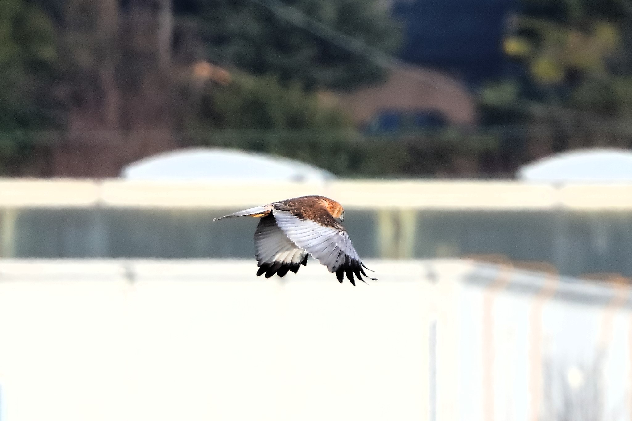 Marsh Harrier M 14-12-2023
