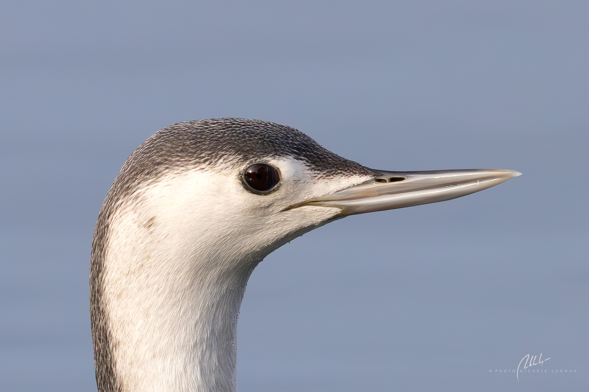 Gavia stellata (strolaga minore)