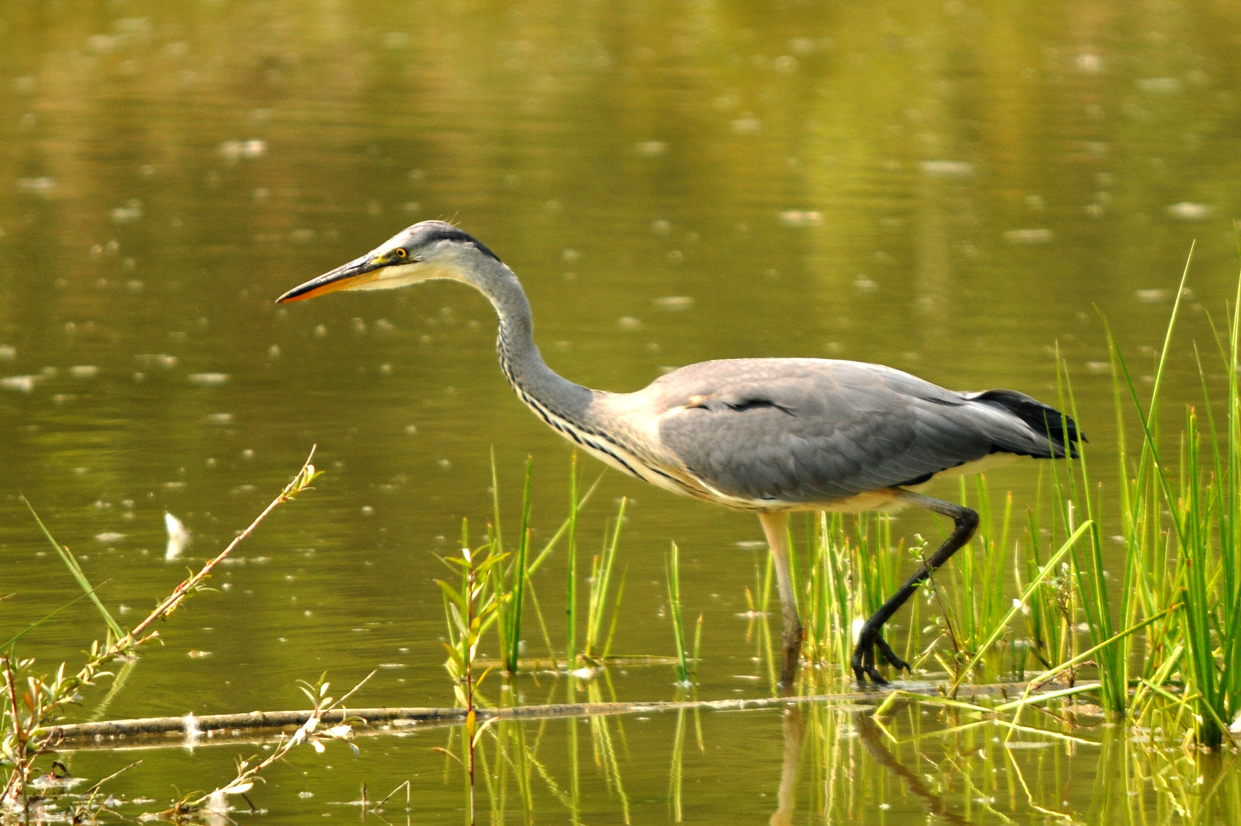 Grey Heron