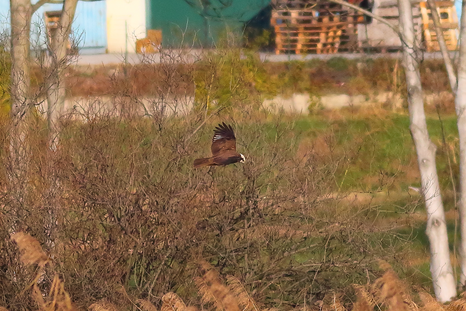 Marsh Harrier F 16-12-2023